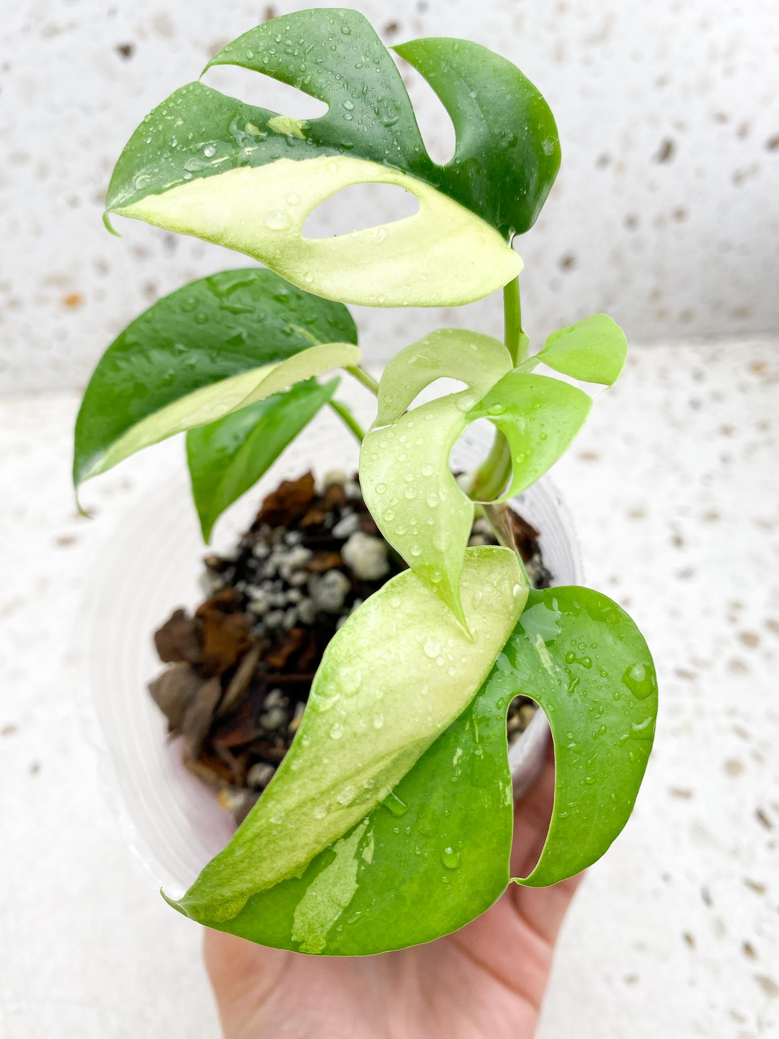 Rhaphidophora tetrasperma variegated 5 Leaves Multiple Nodes Rooted