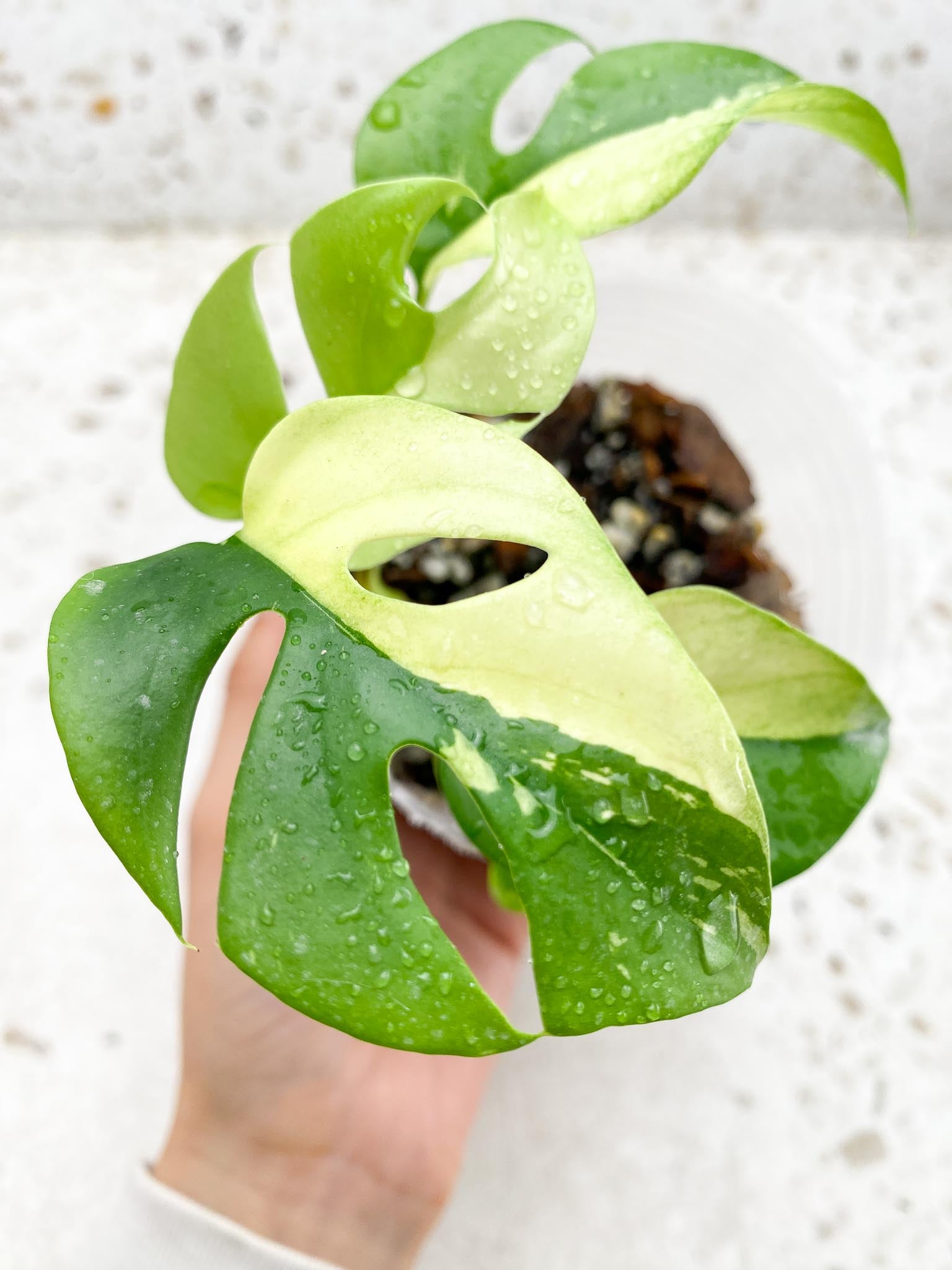 Rhaphidophora tetrasperma variegated 5 Leaves Multiple Nodes Rooted