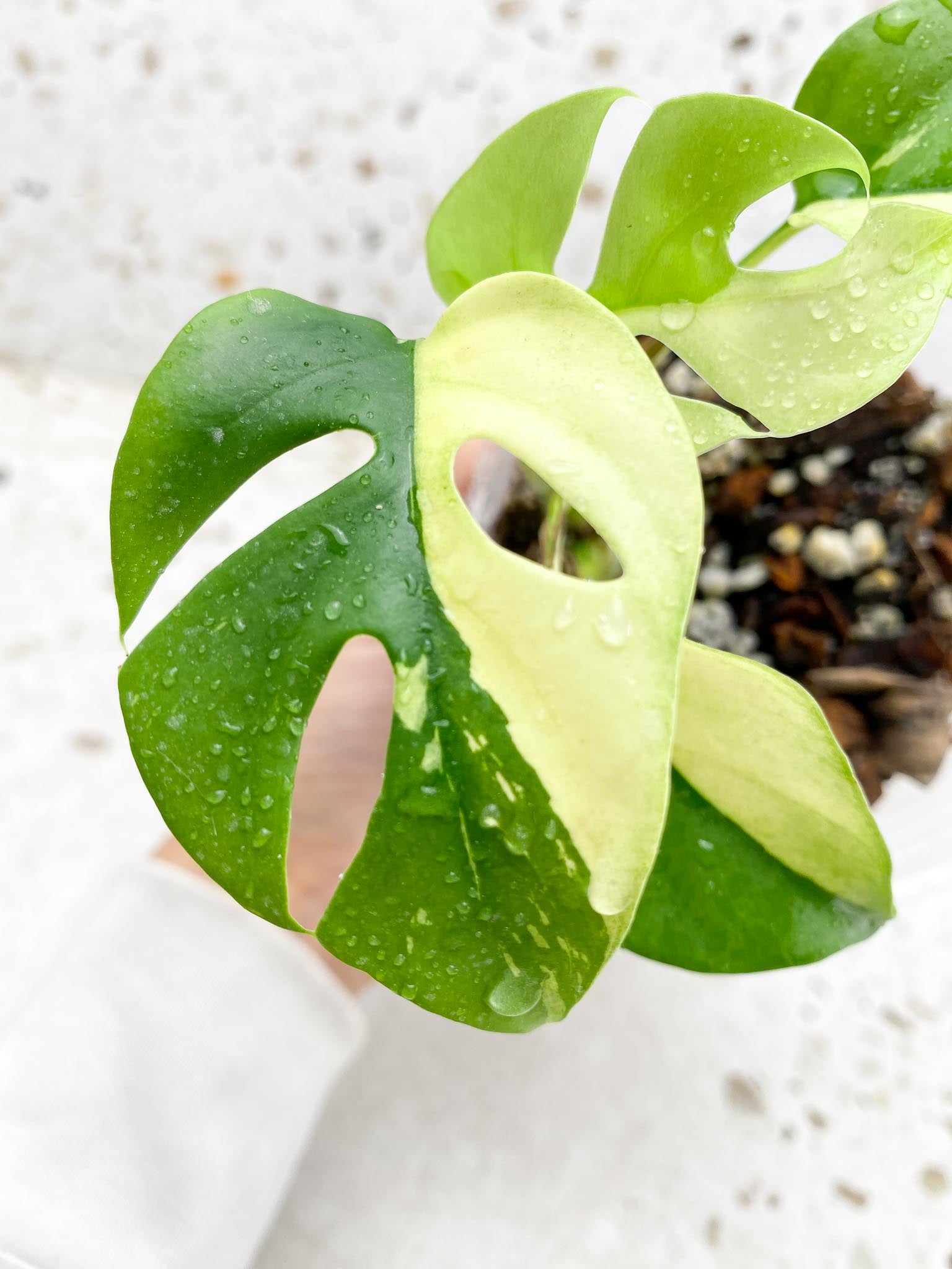 Rhaphidophora tetrasperma variegated 5 Leaves Multiple Nodes Rooted