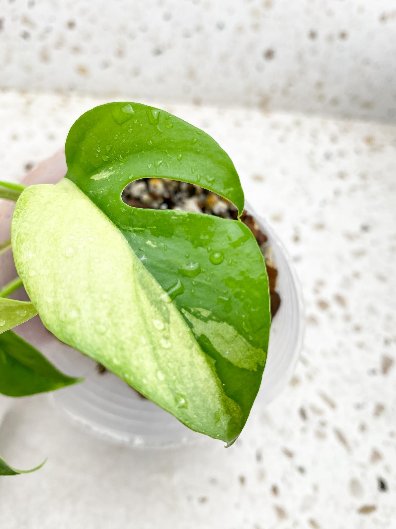 Rhaphidophora tetrasperma variegated 5 Leaves Multiple Nodes Rooted