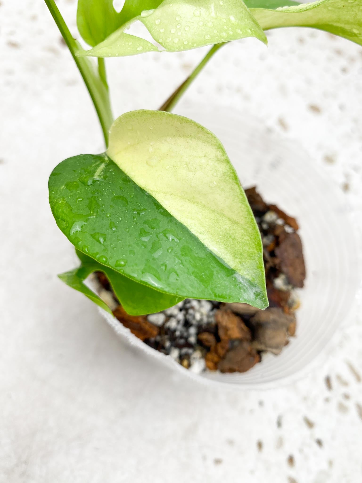 Rhaphidophora tetrasperma variegated 5 Leaves Multiple Nodes Rooted