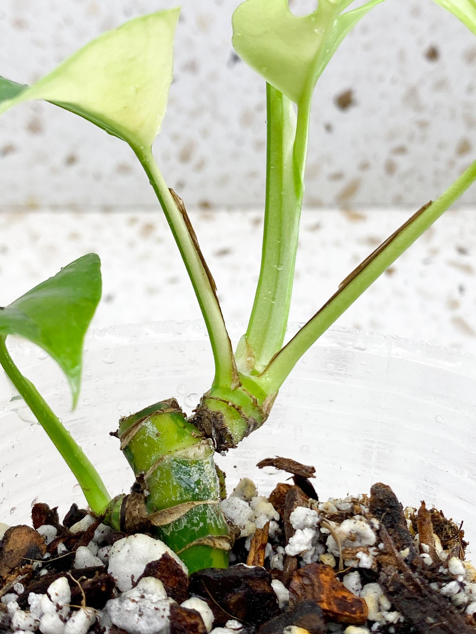 Rhaphidophora tetrasperma variegated 5 Leaves Multiple Nodes Rooted