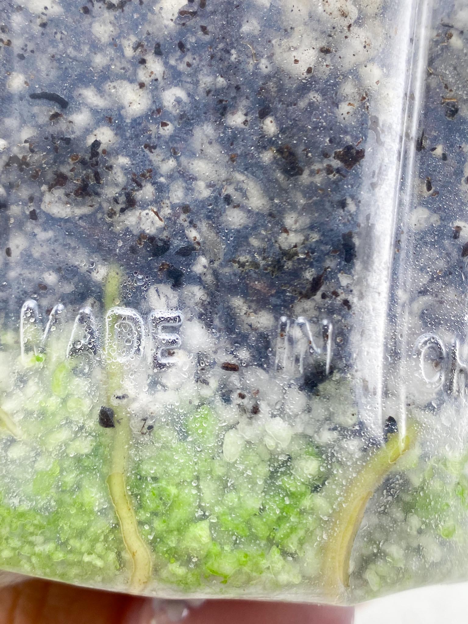 Rhaphidophora tetrasperma variegated 5 Leaves Multiple Nodes Rooted