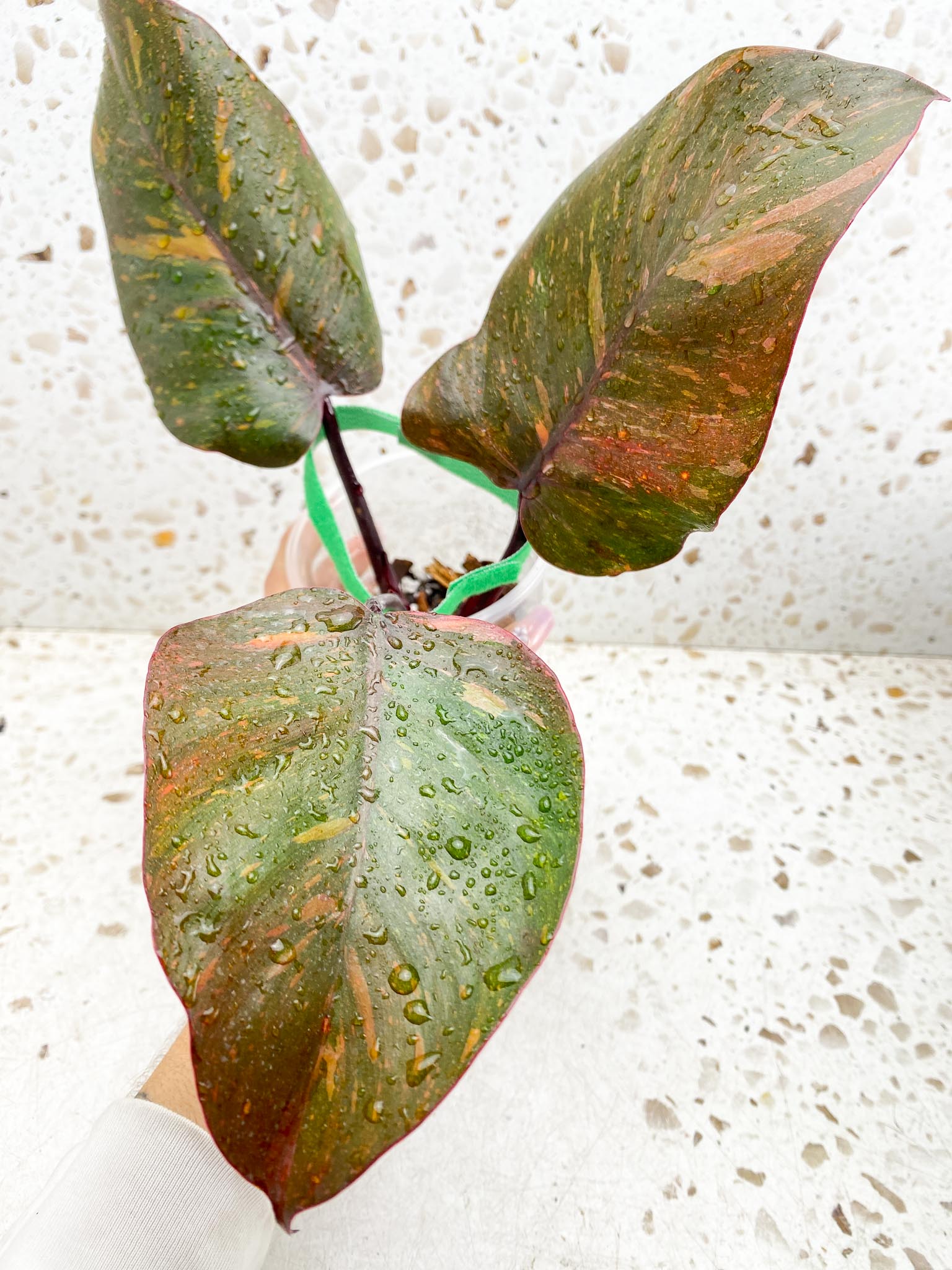 Philodendron Orange Princess Variegated 3 Leaves 3 Nodes Rooted