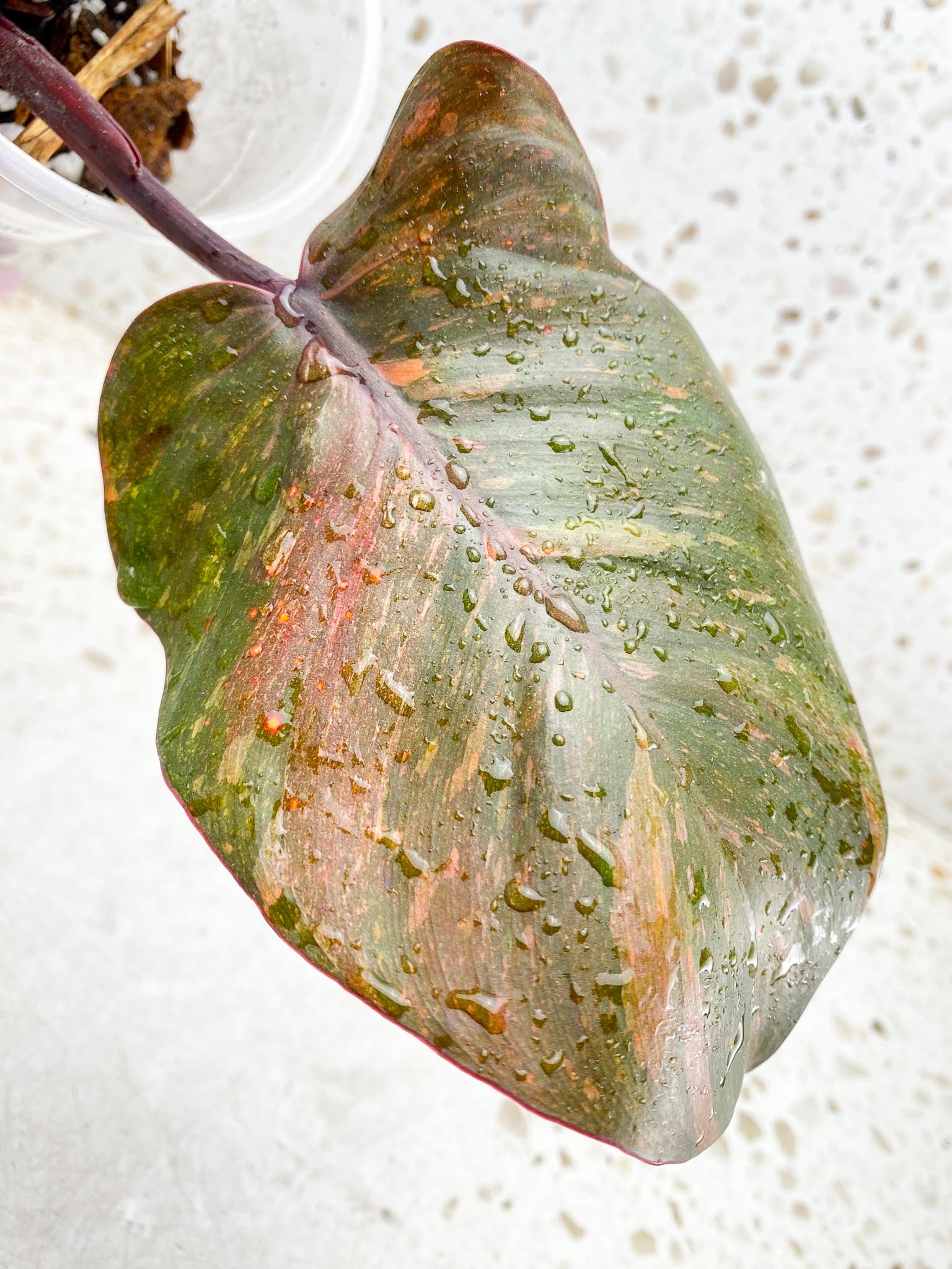 Philodendron Orange Princess Variegated 3 Leaves 3 Nodes Rooted
