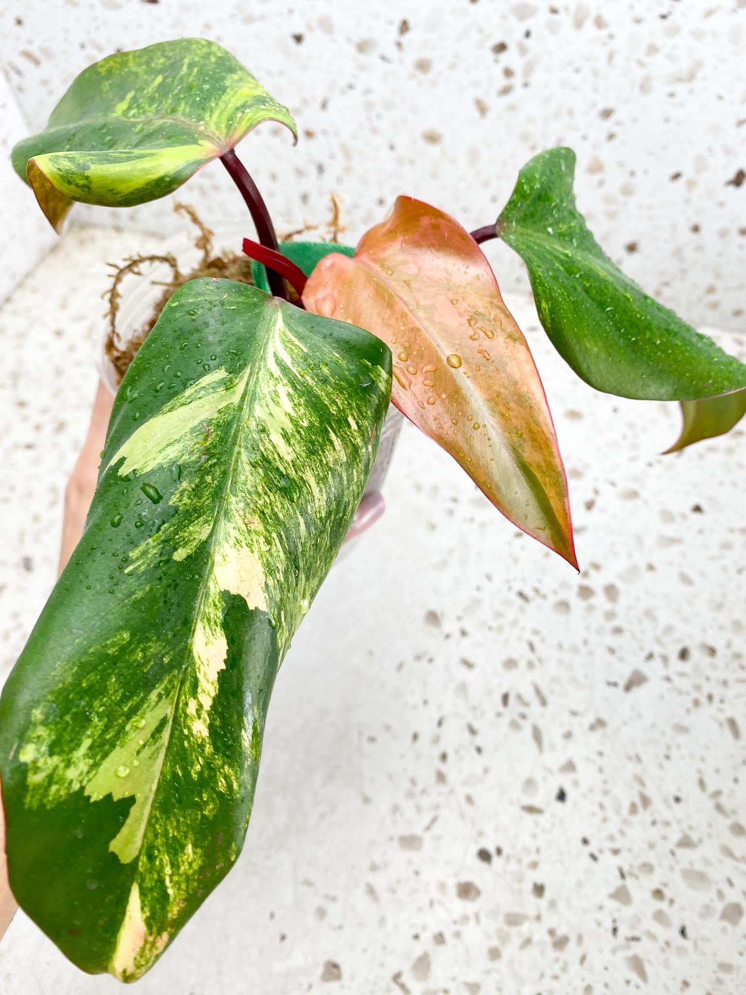 Philodendron Strawberry Shake Variegated 4 Leaves Multiple nodes Rooted