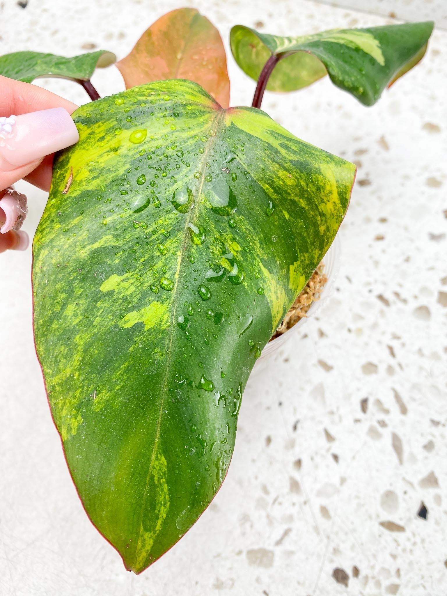 Philodendron Strawberry Shake Variegated 4 Leaves Multiple nodes Rooted