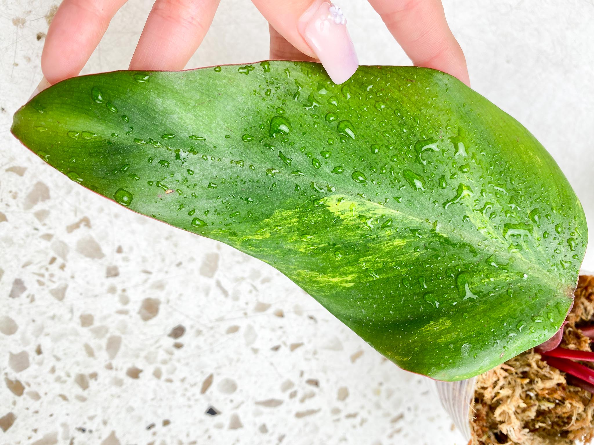 Philodendron Strawberry Shake Variegated 4 Leaves Multiple nodes Rooted