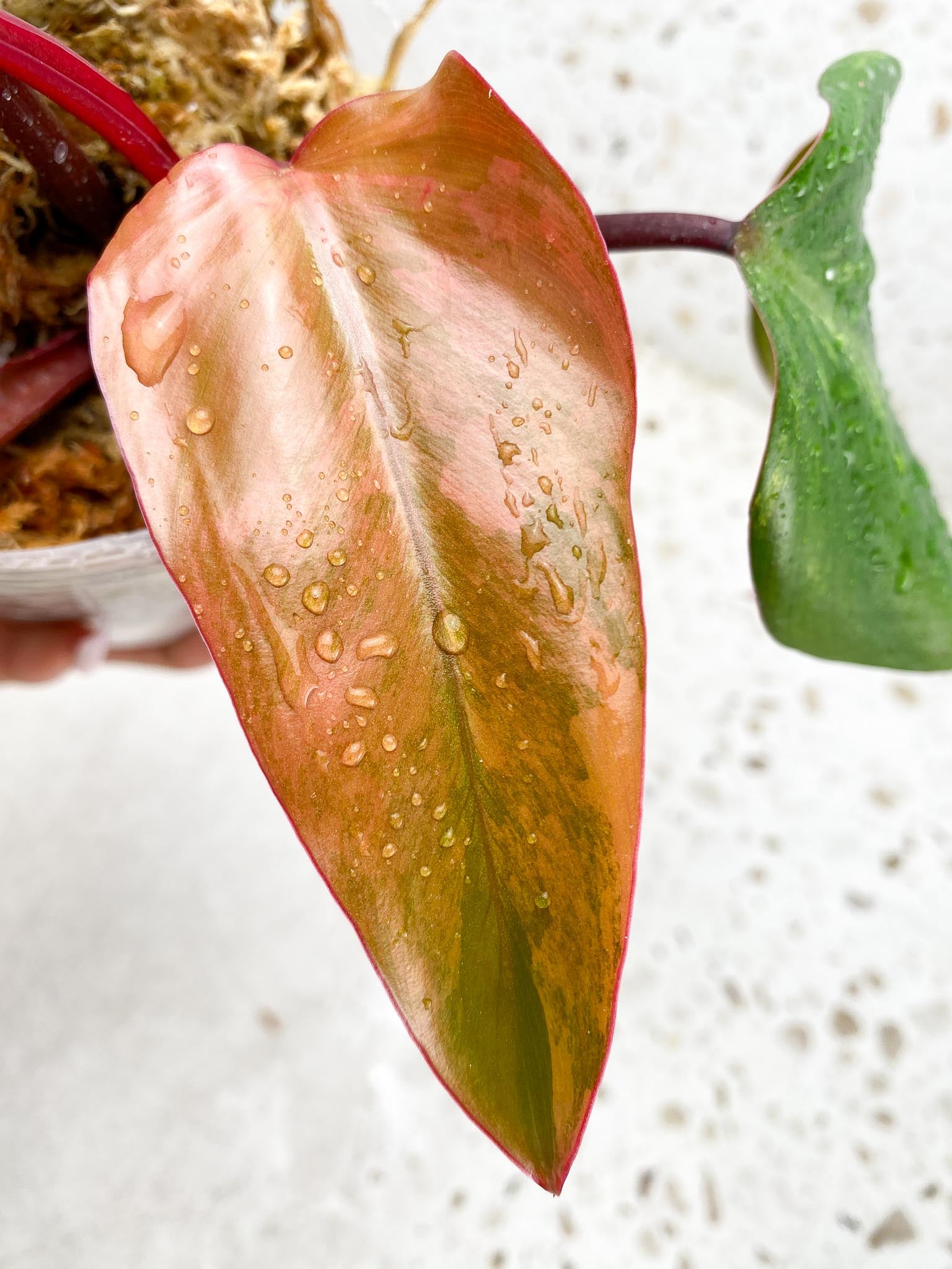Philodendron Strawberry Shake Variegated 4 Leaves Multiple nodes Rooted