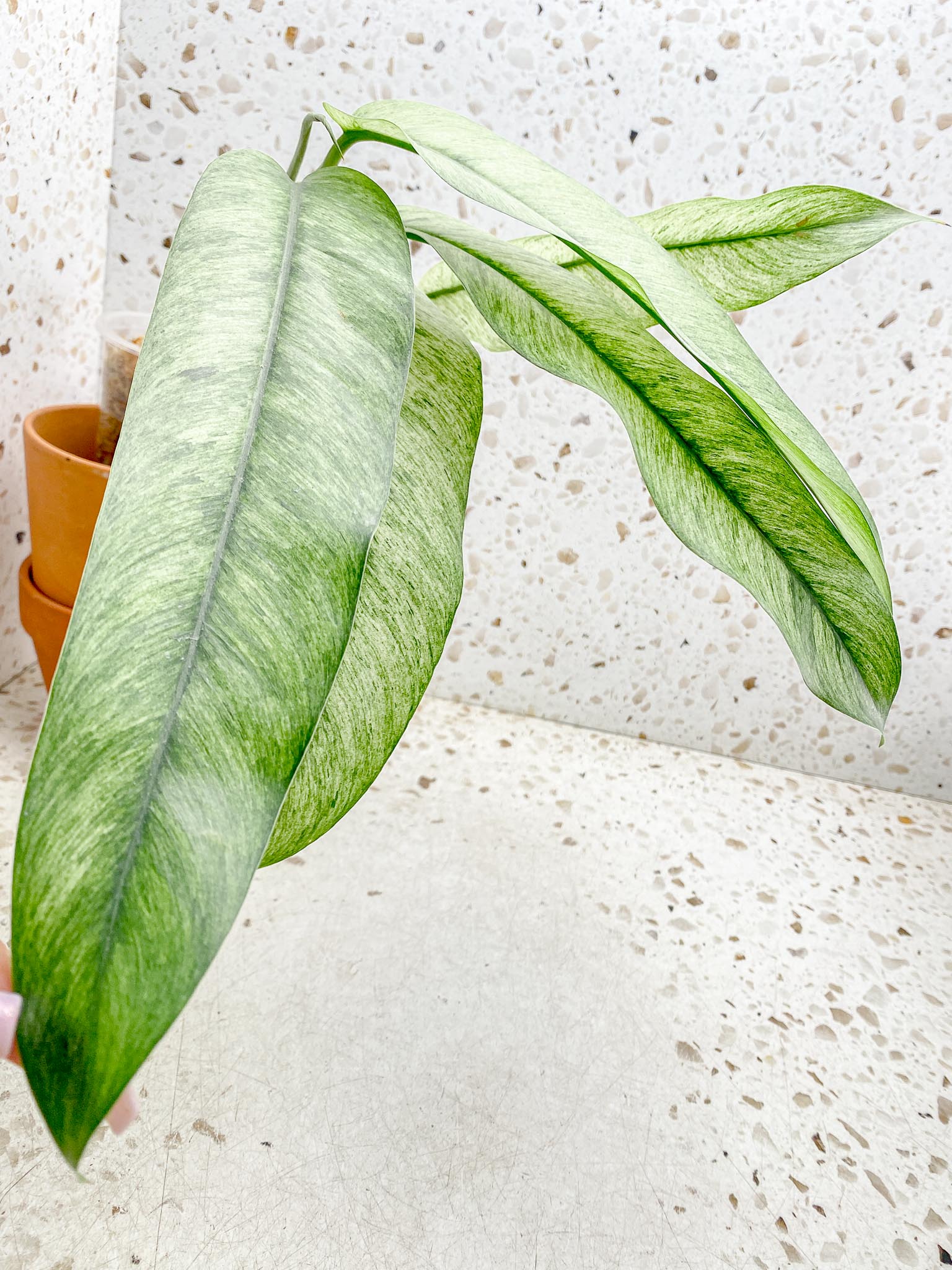 Epipremnum Giganteum mint Variegated Mother plant Showcase