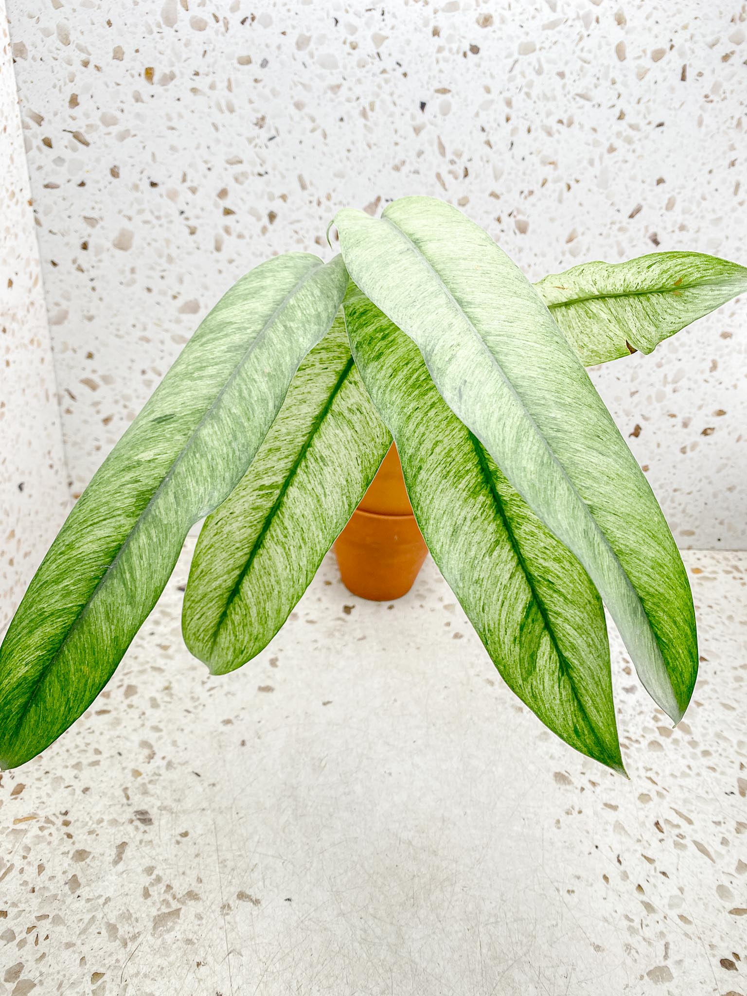 Epipremnum Giganteum mint Variegated Mother plant Showcase
