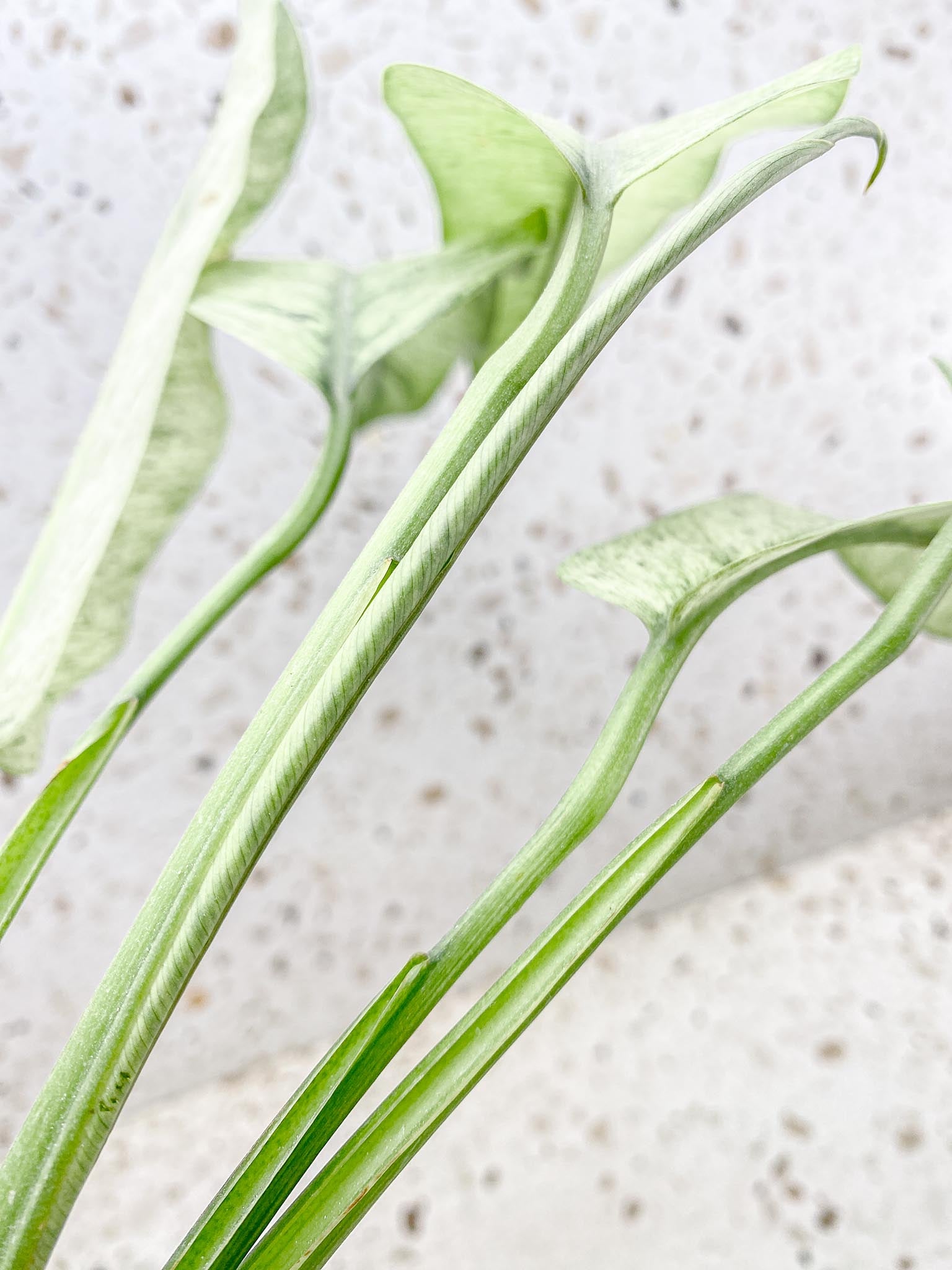 Epipremnum Giganteum mint Variegated Mother plant Showcase