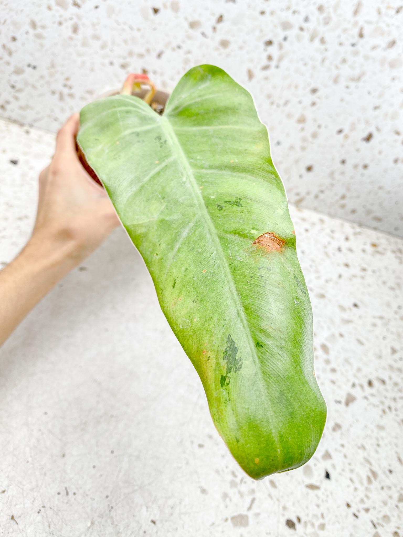 Philodendron Whipple Way A++ (US Clone) 2 Leaves 3 Nodes 1 Sprout Rooted