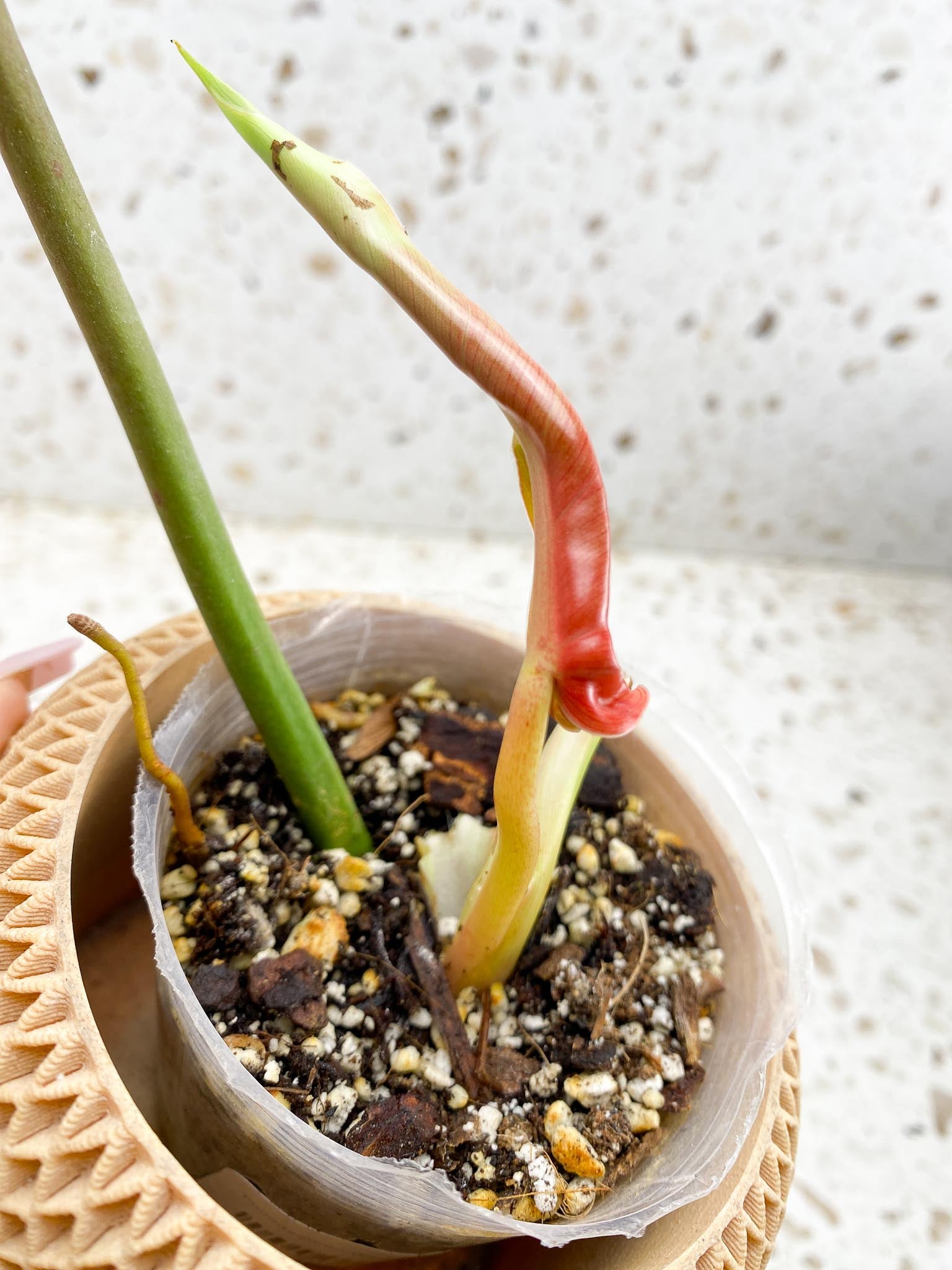 Philodendron Whipple Way A++ (US Clone) 2 Leaves 3 Nodes 1 Sprout Rooted