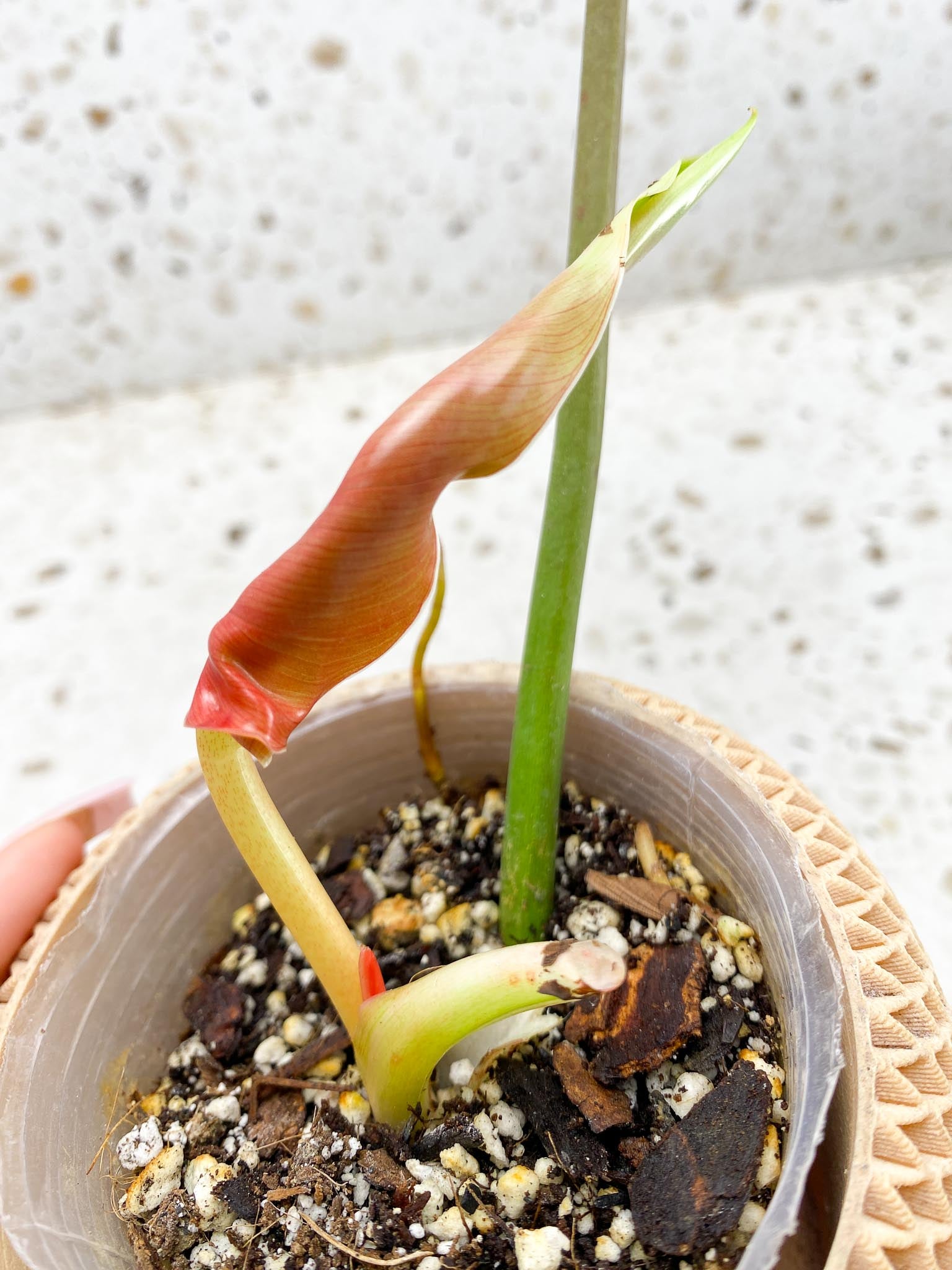 Philodendron Whipple Way A++ (US Clone) 2 Leaves 3 Nodes 1 Sprout Rooted