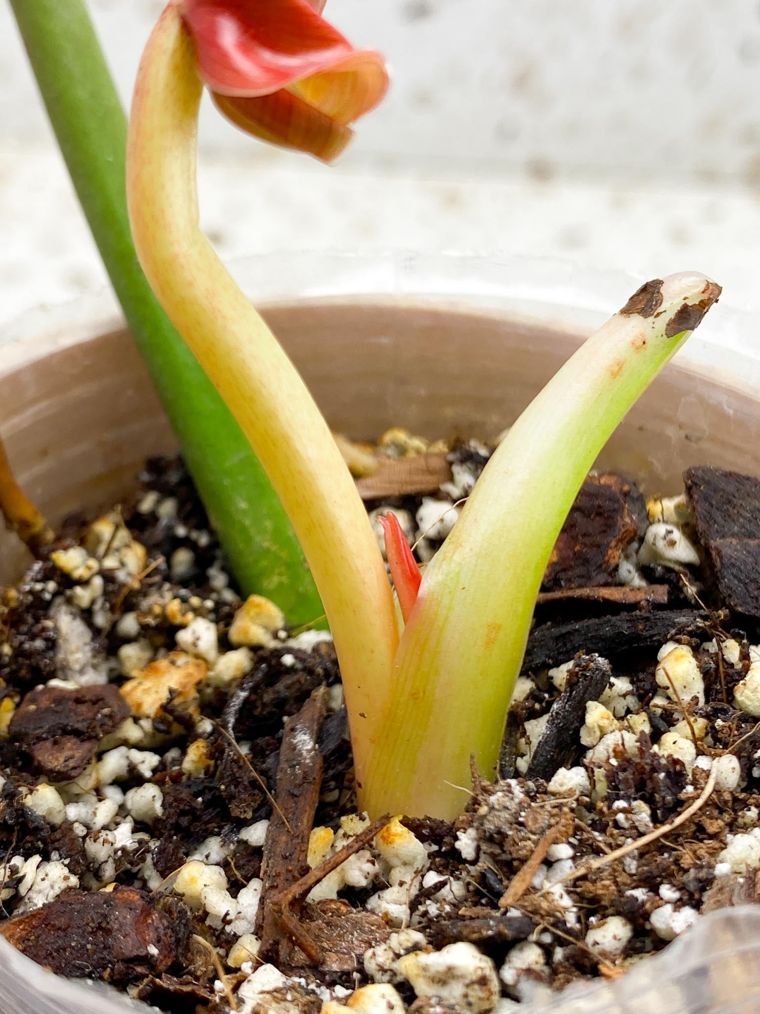 Philodendron Whipple Way A++ (US Clone) 2 Leaves 3 Nodes 1 Sprout Rooted