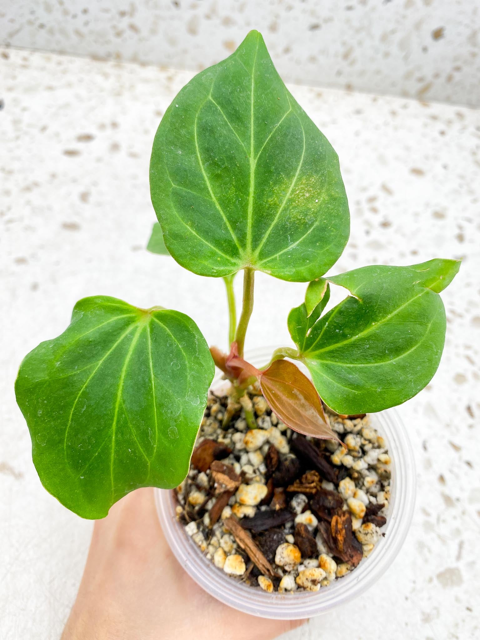 Anthurium king of spades Butterfly 5 Leaves 5 Nodes top cutting Rooted