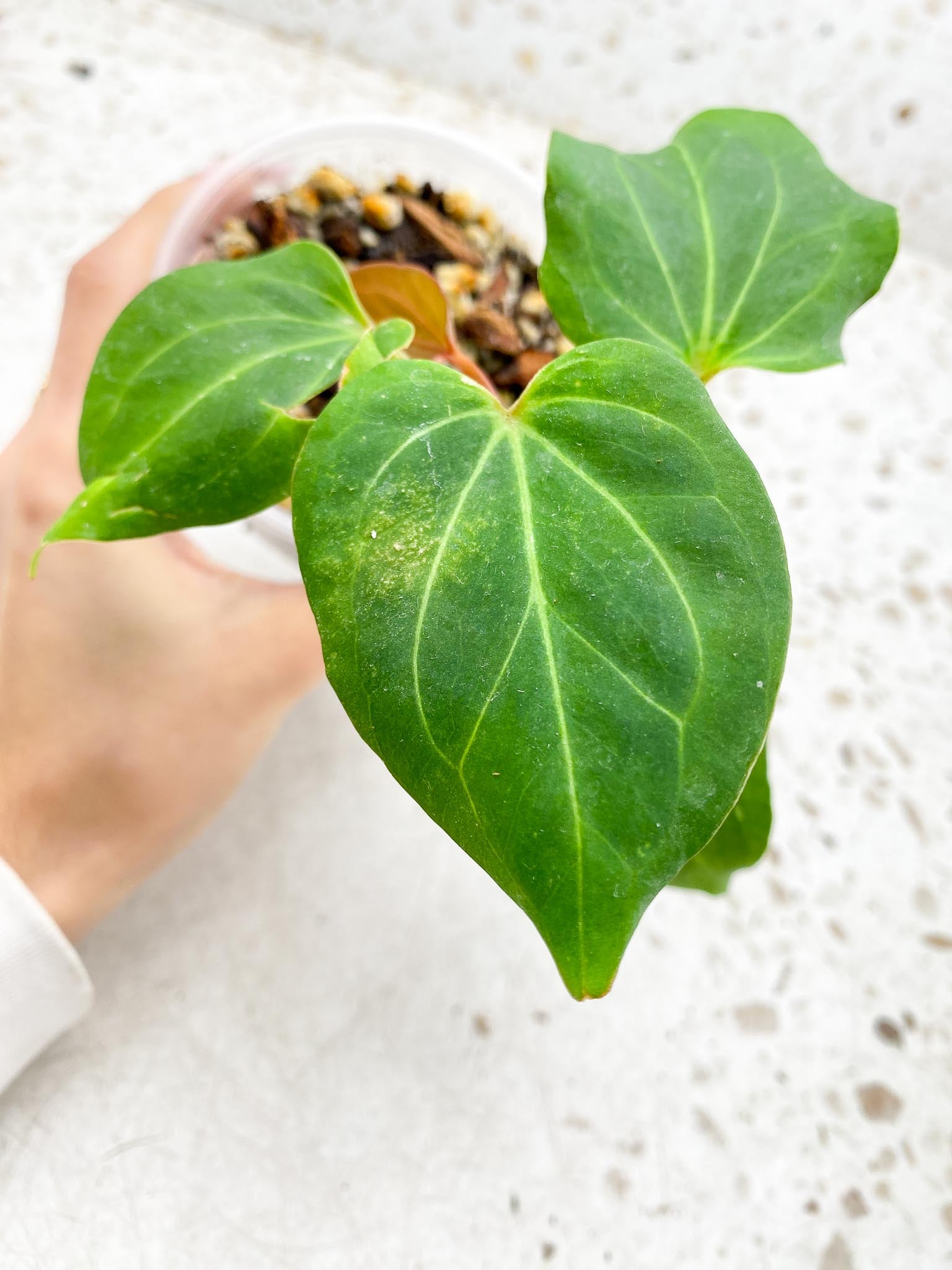 Anthurium king of spades Butterfly 5 Leaves 5 Nodes top cutting Rooted