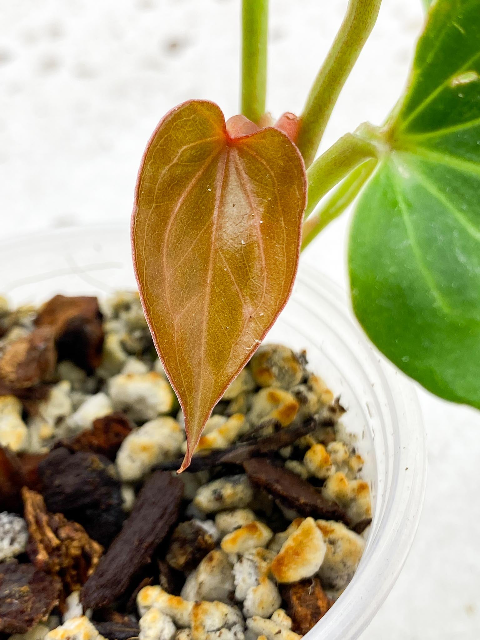 Anthurium king of spades Butterfly 5 Leaves 5 Nodes top cutting Rooted