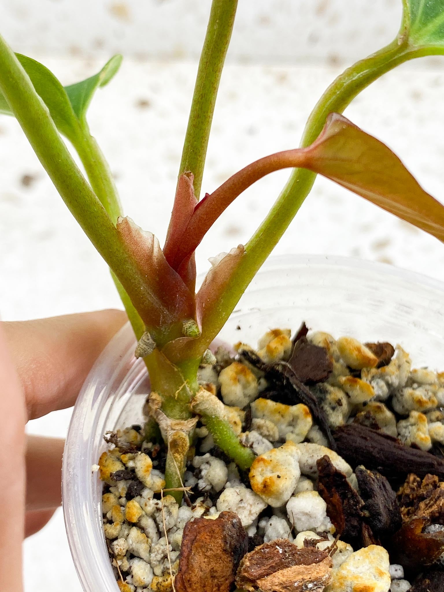 Anthurium king of spades Butterfly 5 Leaves 5 Nodes top cutting Rooted