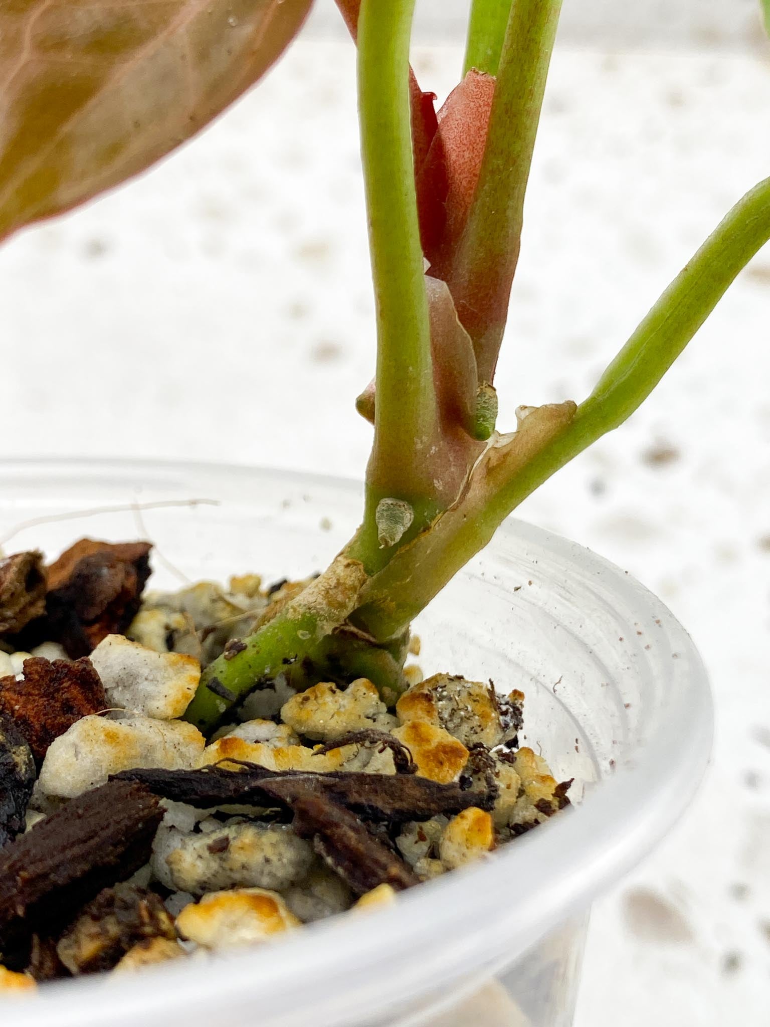 Anthurium king of spades Butterfly 5 Leaves 5 Nodes top cutting Rooted