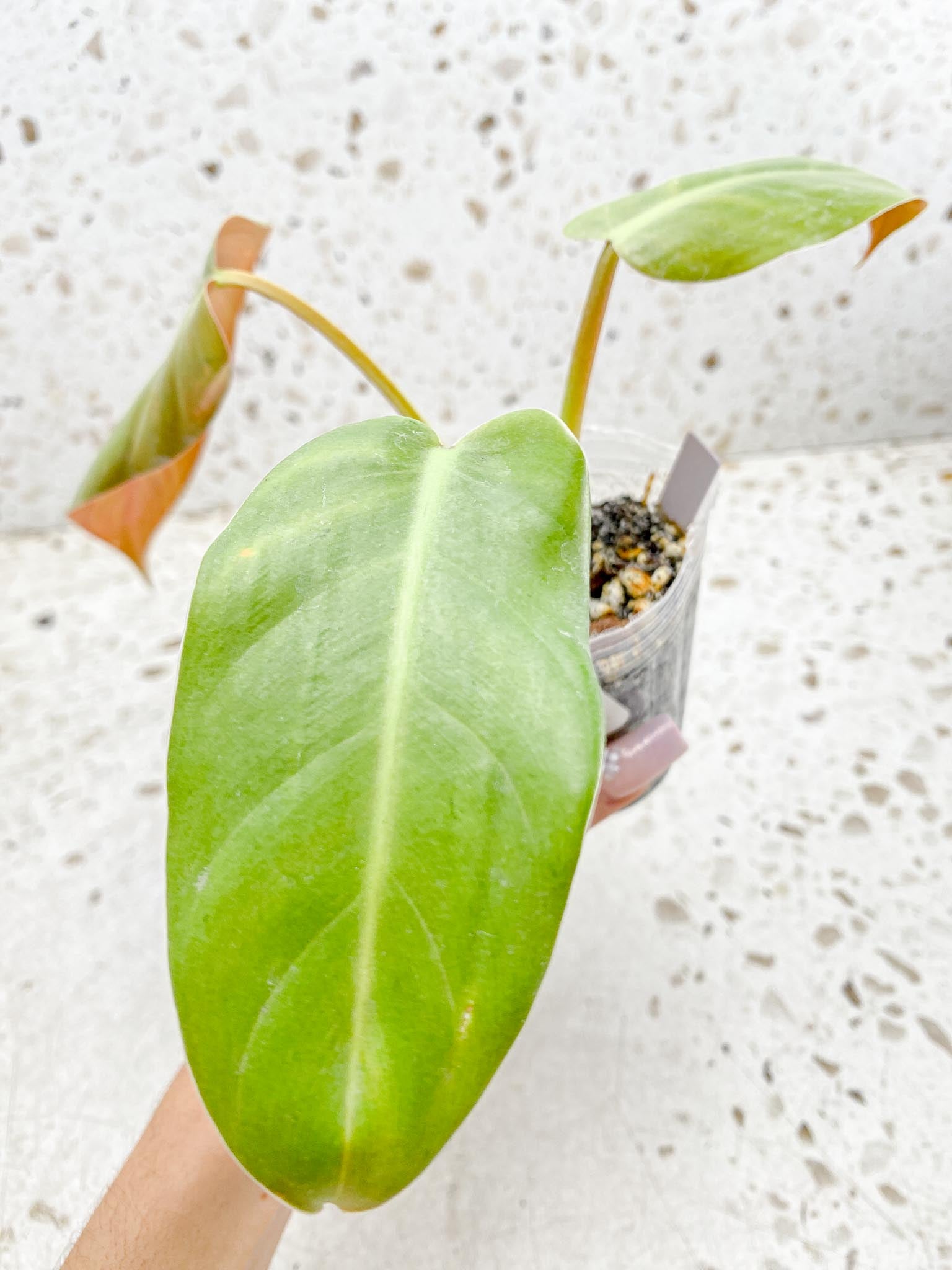 Philodendron Whipple Way A++ (US Clone) 3 Leaves 4 Nodes 1 Sprout top cutting Rooted