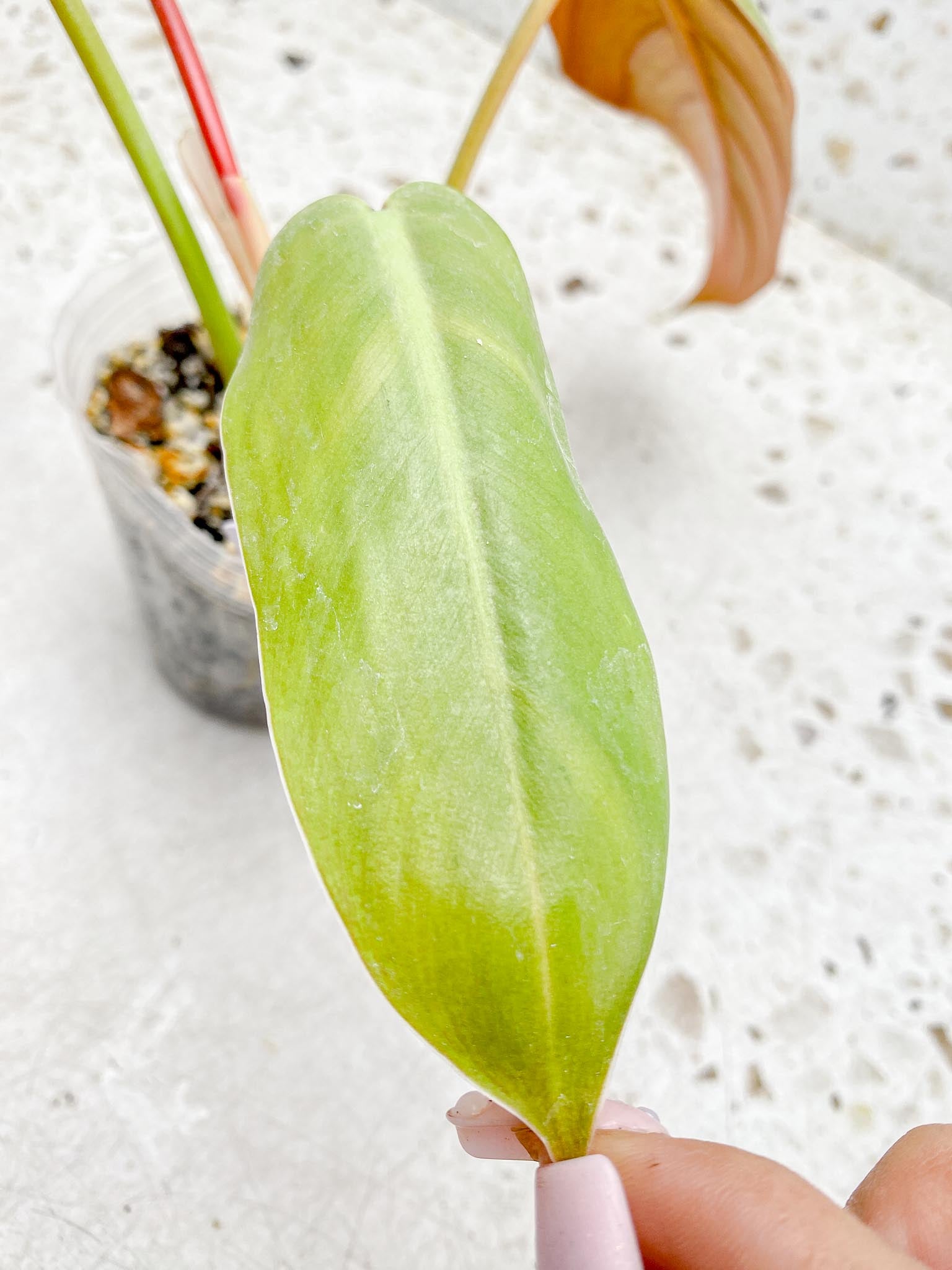 Philodendron Whipple Way A++ (US Clone) 3 Leaves 4 Nodes 1 Sprout top cutting Rooted