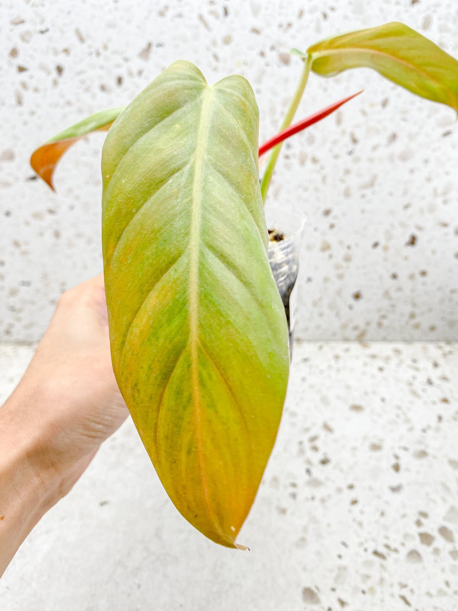 Philodendron Whipple Way A++ (US Clone) 3 Leaves 4 Nodes 1 Sprout top cutting Rooted