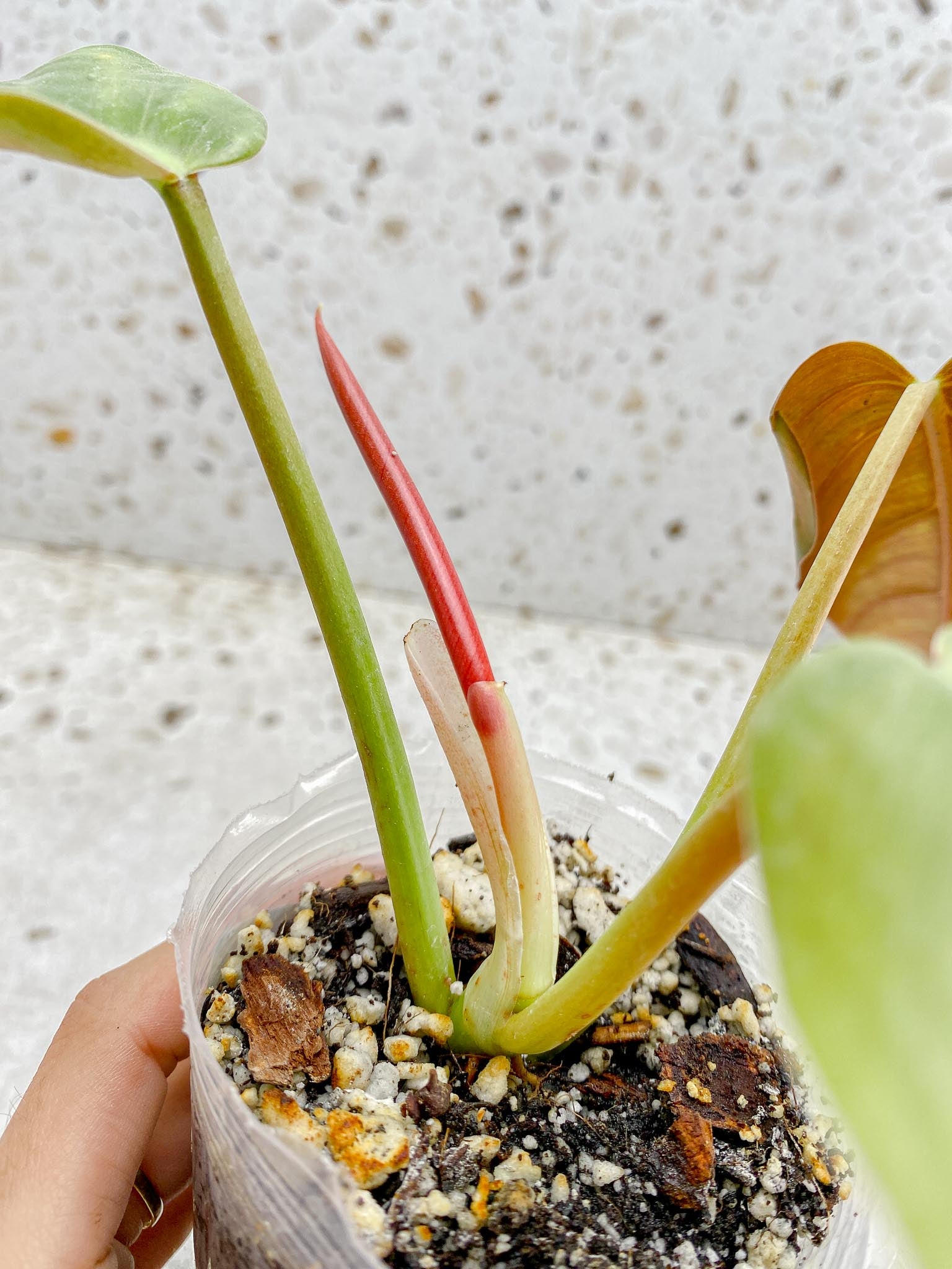 Philodendron Whipple Way A++ (US Clone) 3 Leaves 4 Nodes 1 Sprout top cutting Rooted