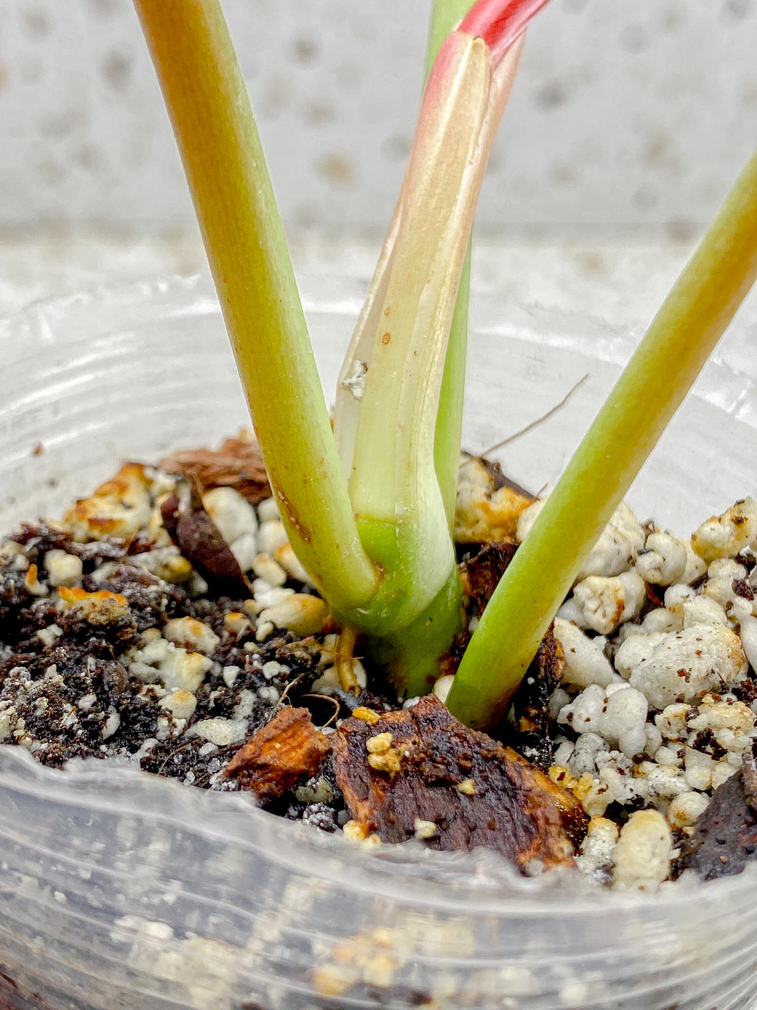 Philodendron Whipple Way A++ (US Clone) 3 Leaves 4 Nodes 1 Sprout top cutting Rooted