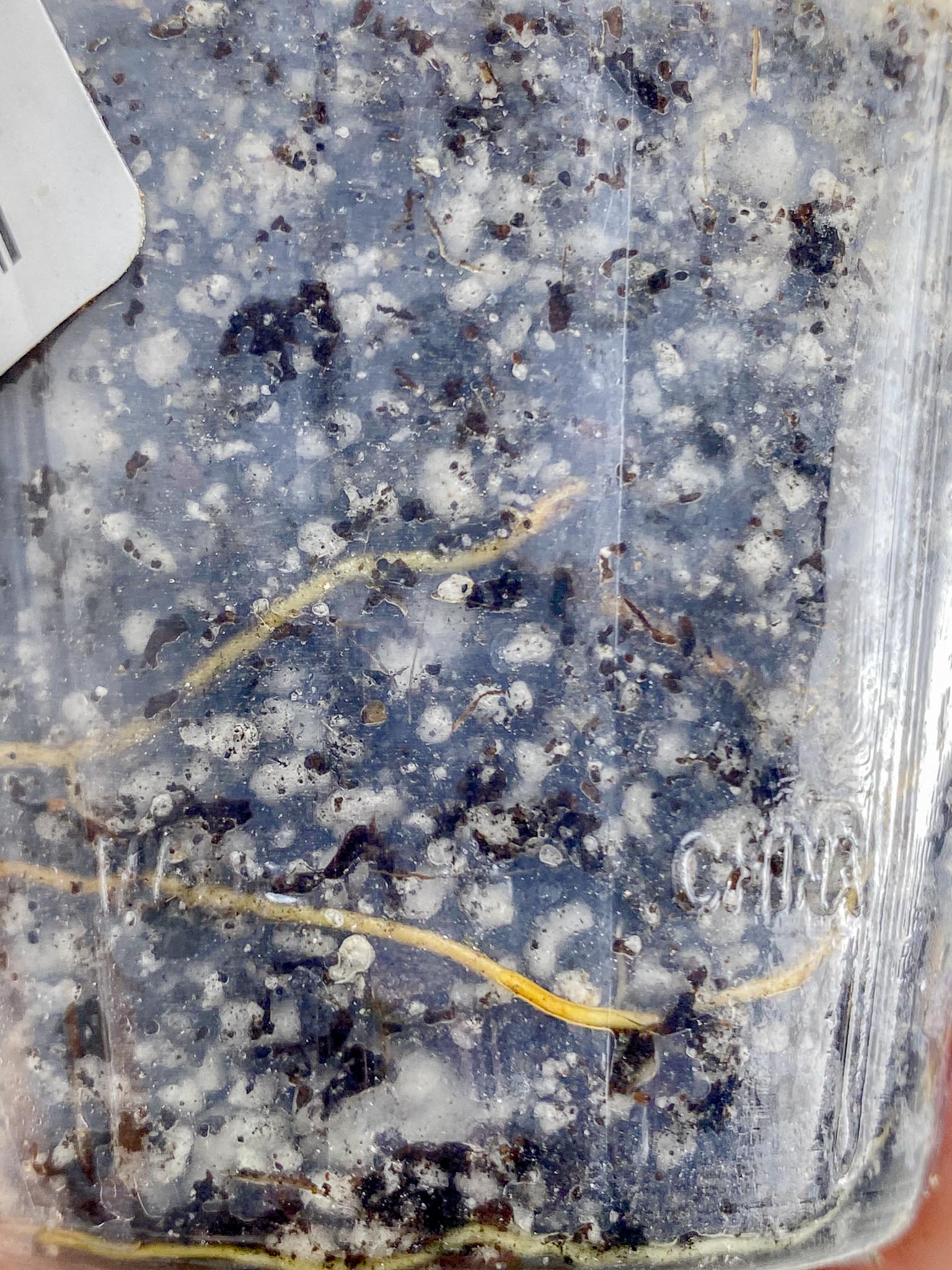 Philodendron Whipple Way A++ (US Clone) 3 Leaves 4 Nodes 1 Sprout top cutting Rooted
