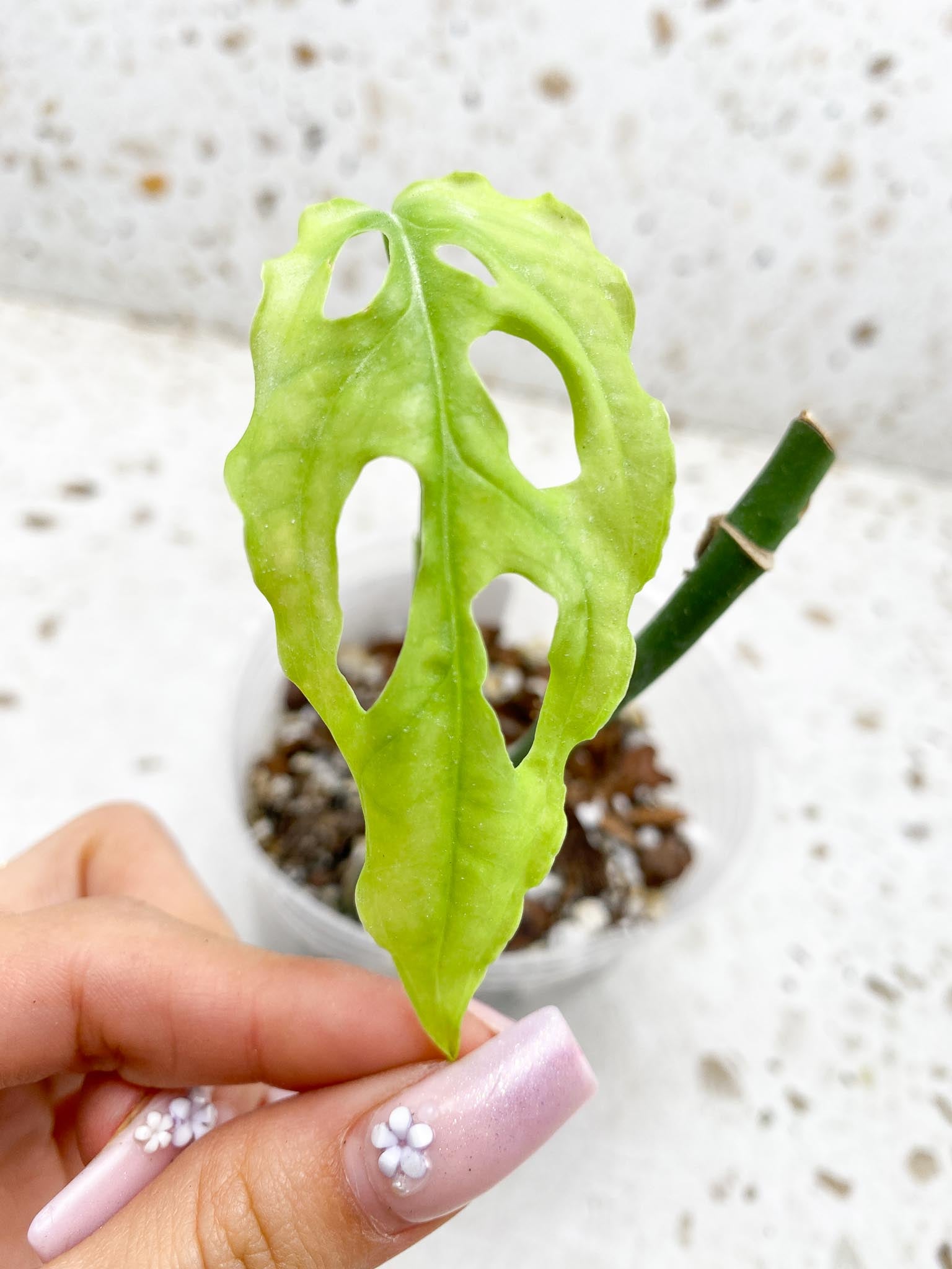 Monstera Obliqua peruvian 1 Leaf Multiple Nodes Rooted