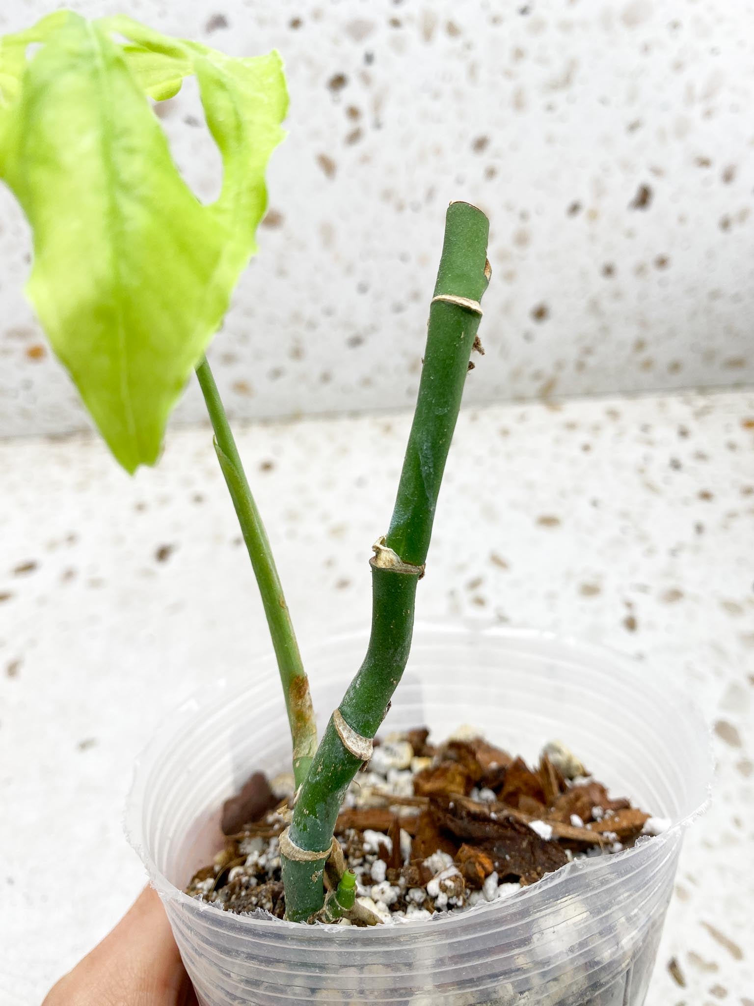 Monstera Obliqua peruvian 1 Leaf Multiple Nodes Rooted