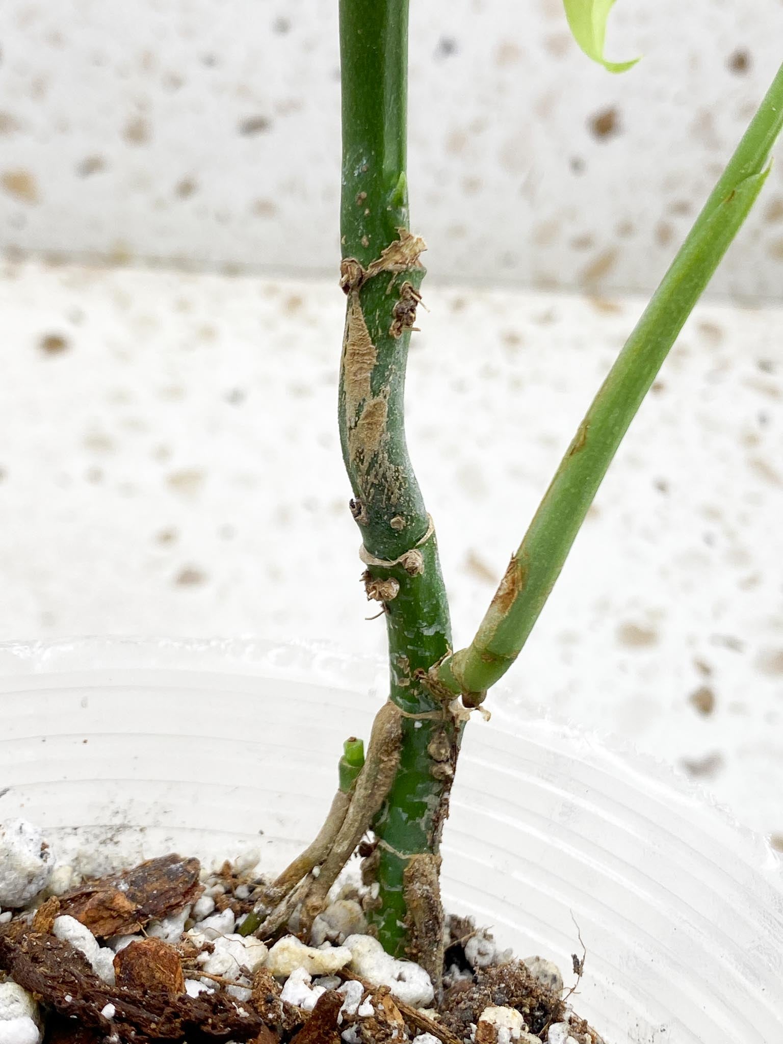 Monstera Obliqua peruvian 1 Leaf Multiple Nodes Rooted