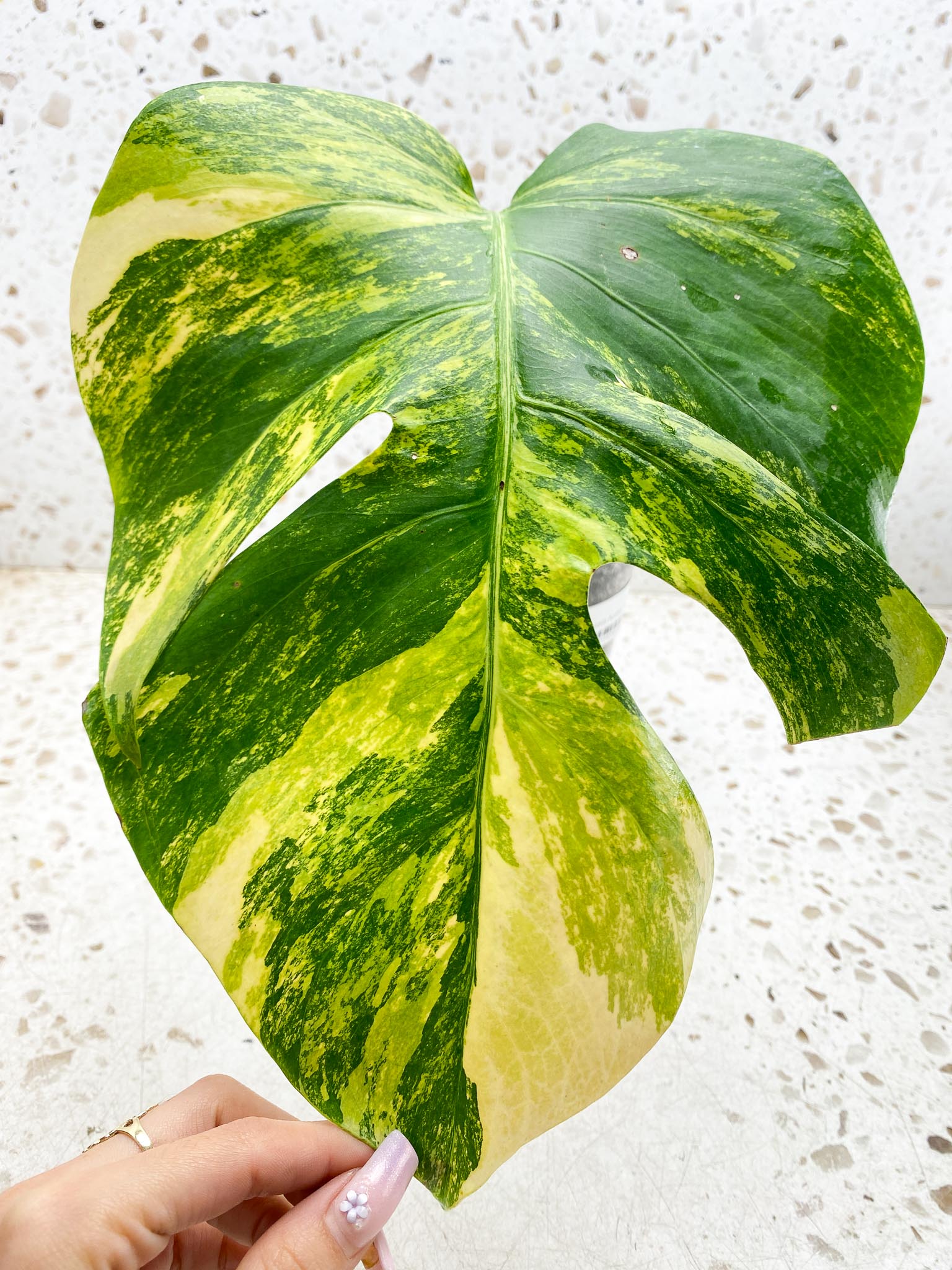 Monstera Aurea Tricolor Variegated 1 Leaf 1 Node Rooted