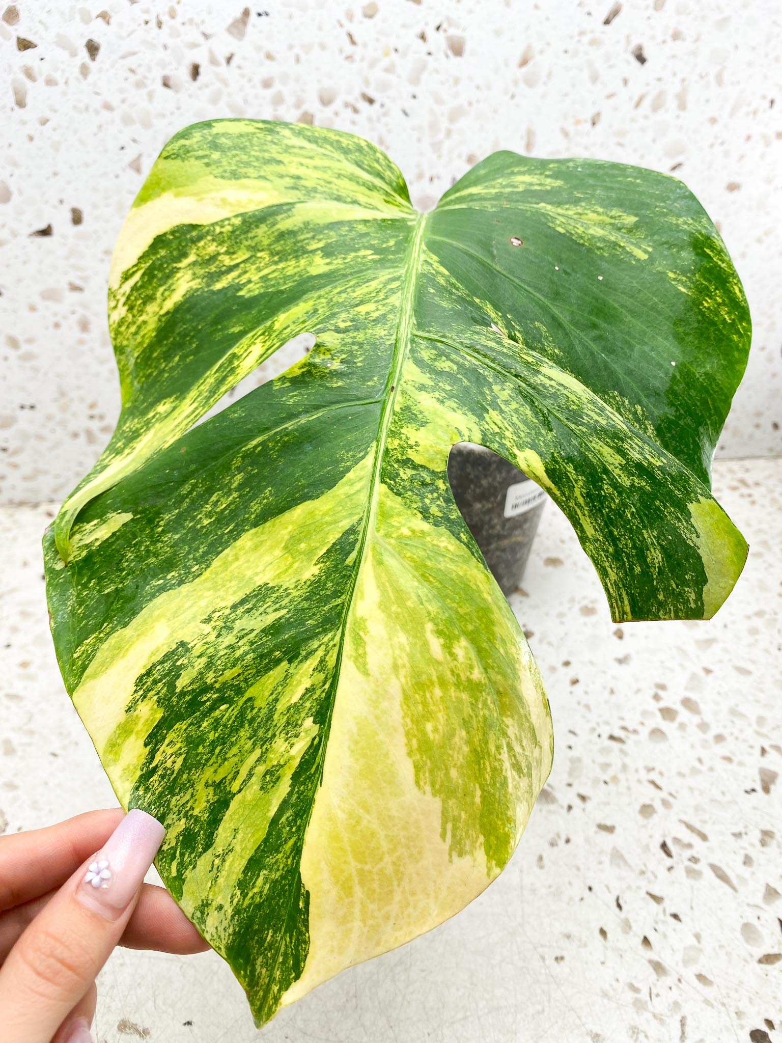 Monstera Aurea Tricolor Variegated 1 Leaf 1 Node Rooted