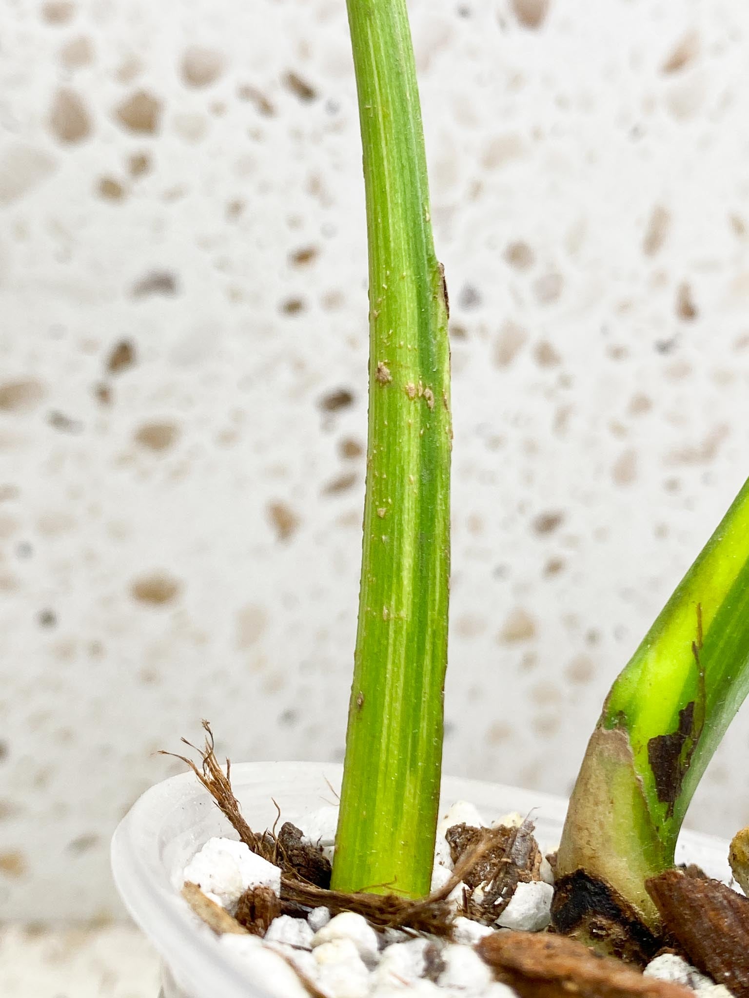 Monstera Aurea Tricolor Variegated 1 Leaf 1 Node Rooted
