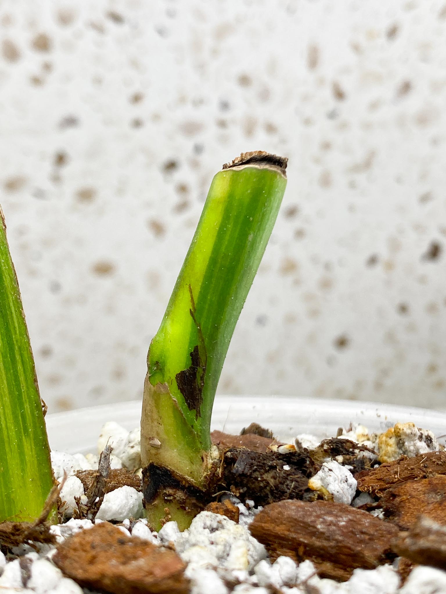 Monstera Aurea Tricolor Variegated 1 Leaf 1 Node Rooted