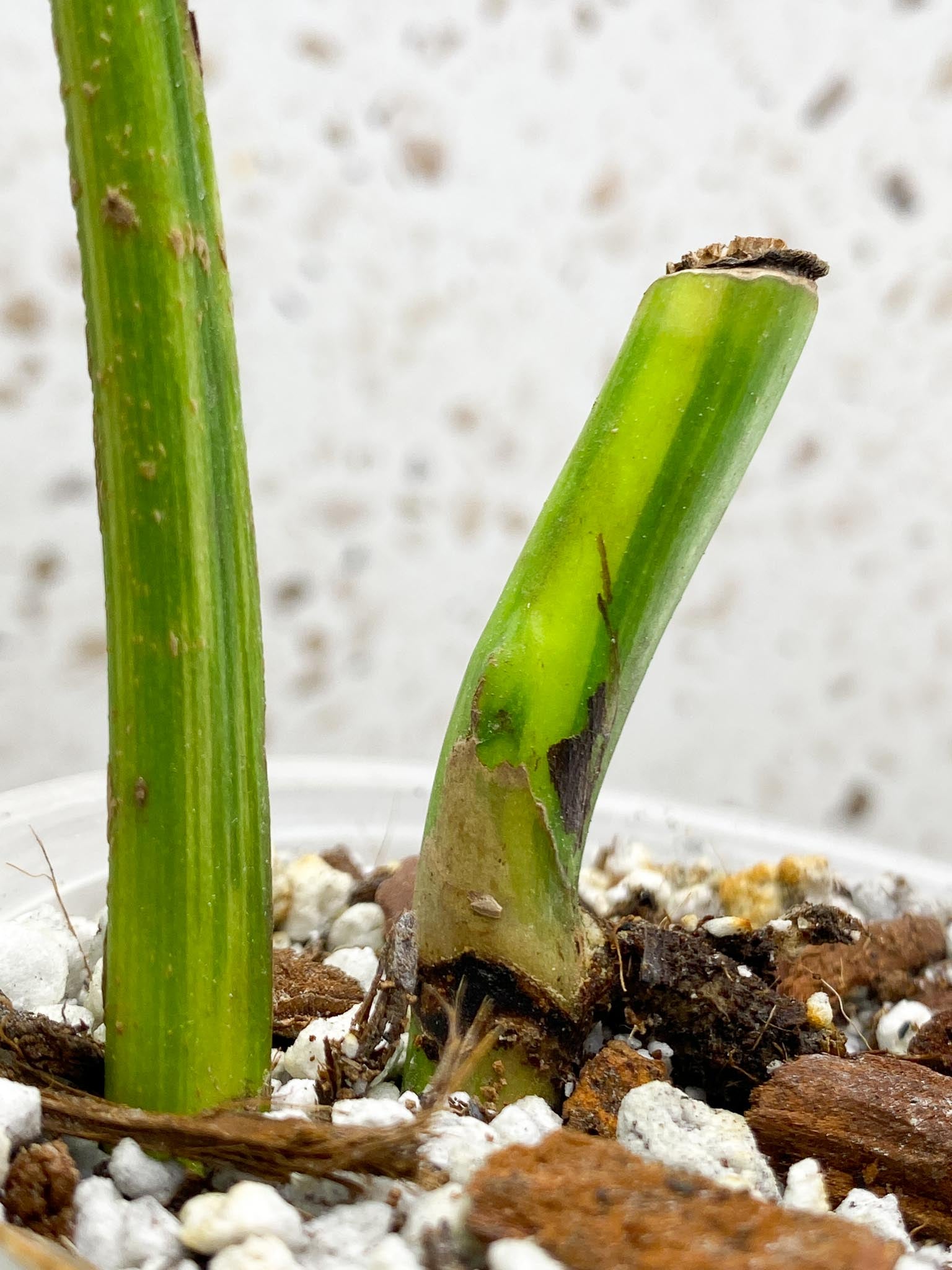 Monstera Aurea Tricolor Variegated 1 Leaf 1 Node Rooted