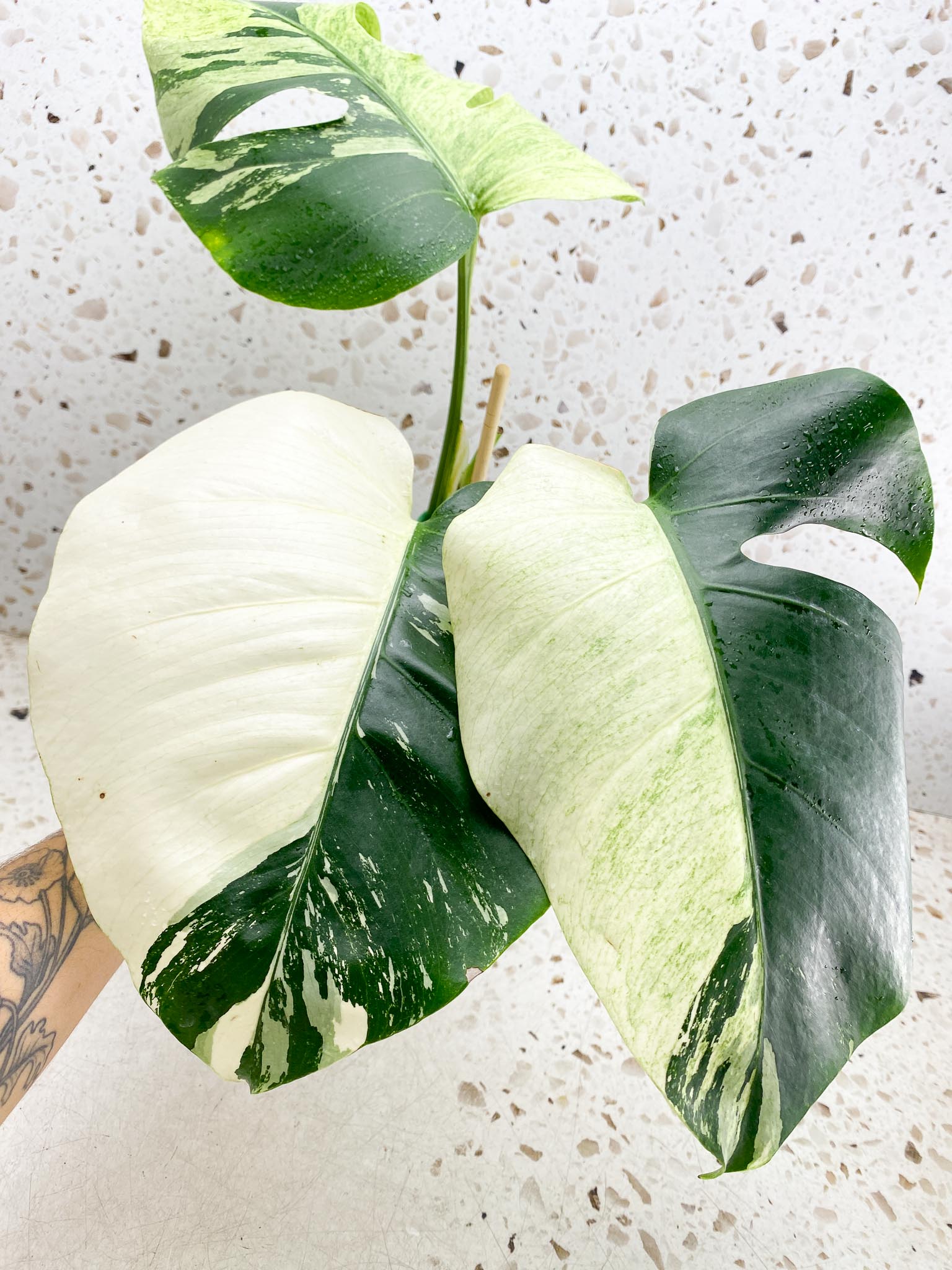 Monstera Mint Noid Variegated 3 Leaves 3 Nodes top cutting Rooted