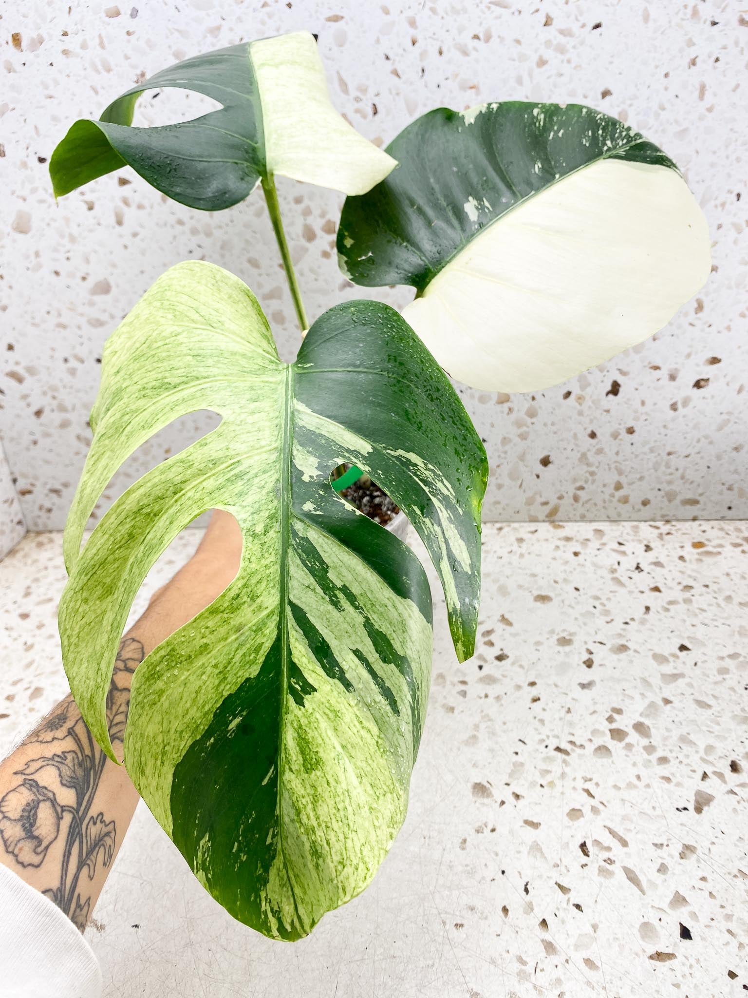 Monstera Mint Noid Variegated 3 Leaves 3 Nodes top cutting Rooted