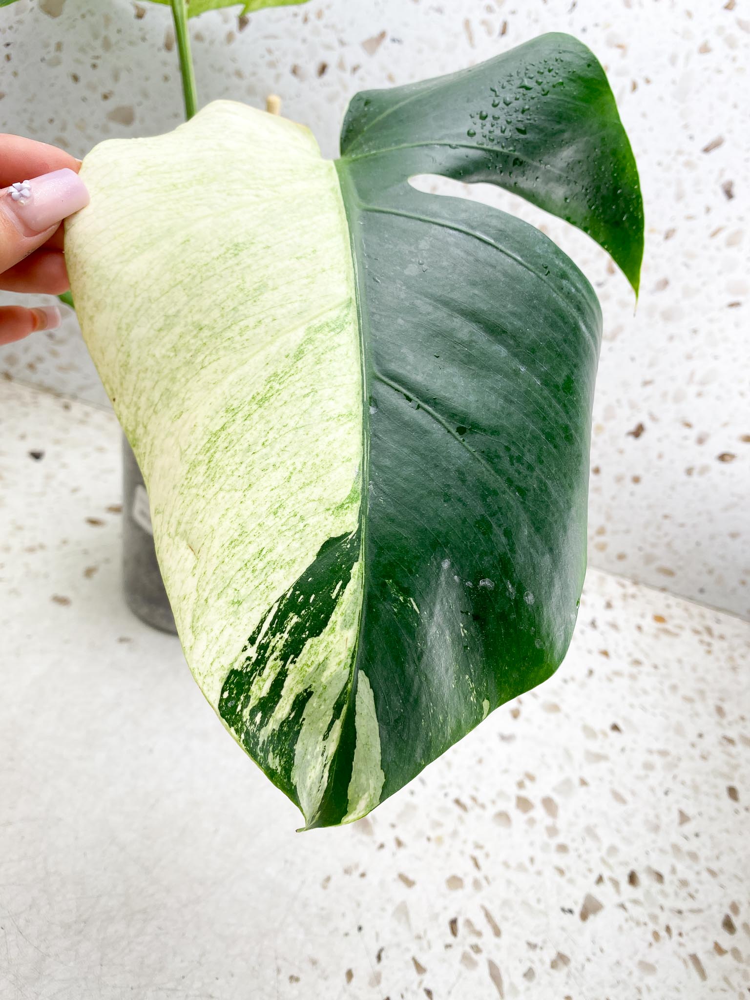 Monstera Mint Noid Variegated 3 Leaves 3 Nodes top cutting Rooted
