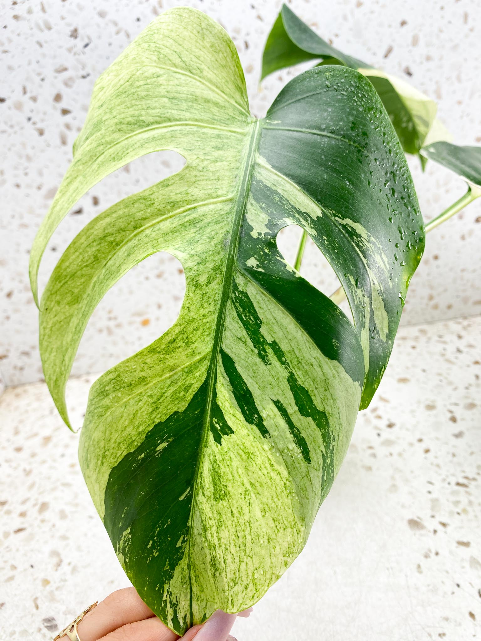 Monstera Mint Noid Variegated 3 Leaves 3 Nodes top cutting Rooted