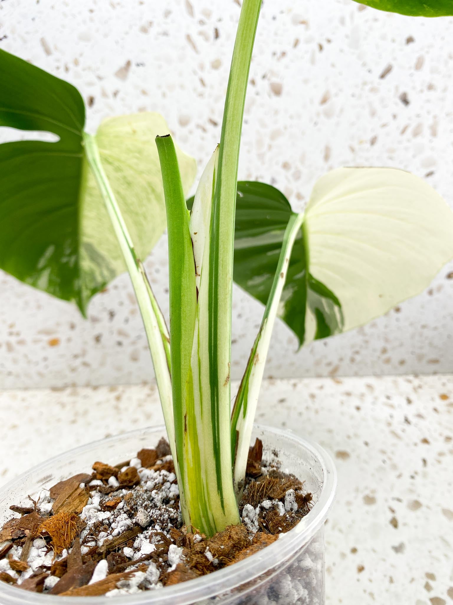 Monstera Mint Noid Variegated 3 Leaves 3 Nodes top cutting Rooted