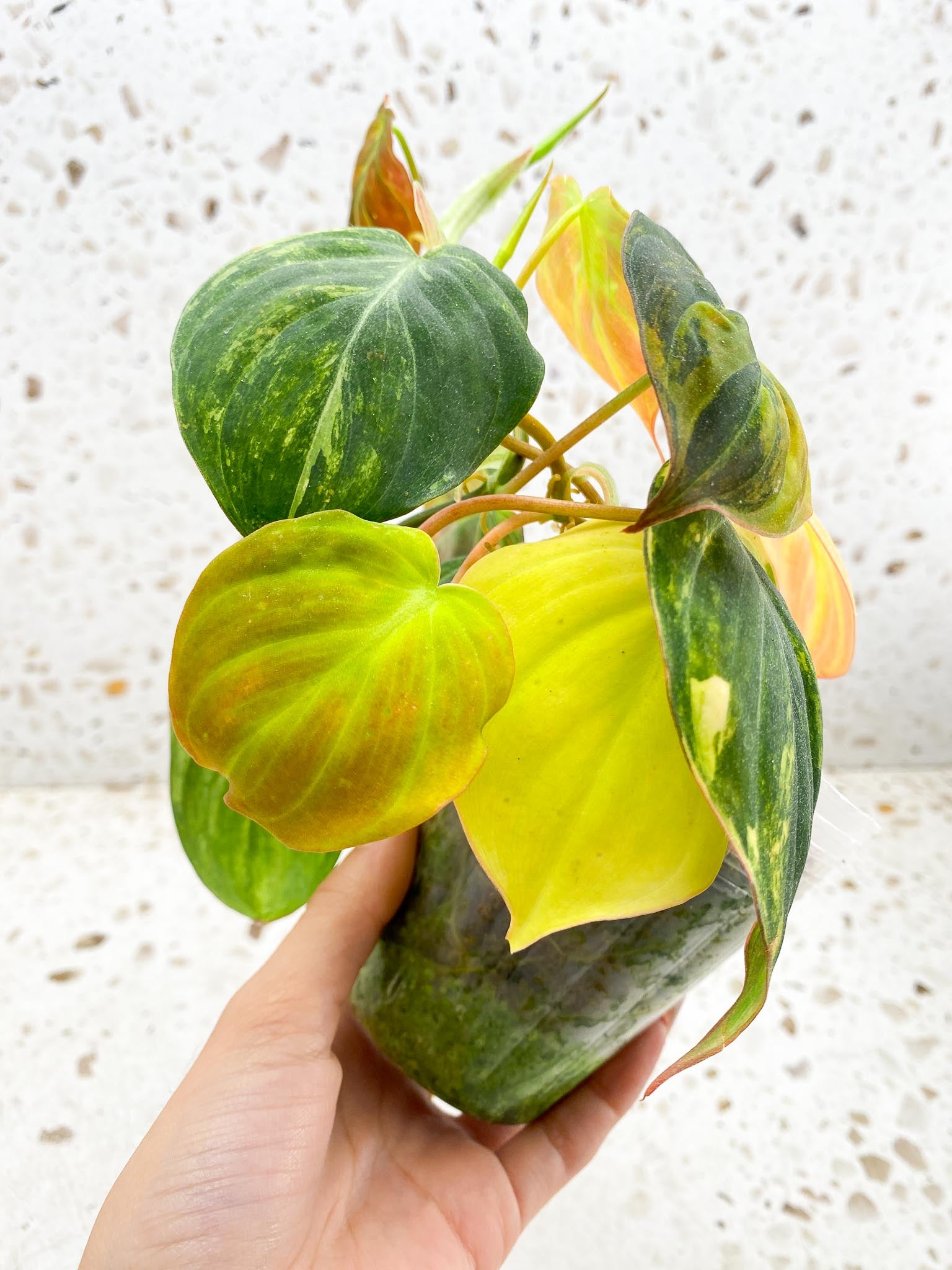 Philodendron Micans Variegated Multiple leaves Multiple Nodes 2 Sprout Highly Variegated Mother plant