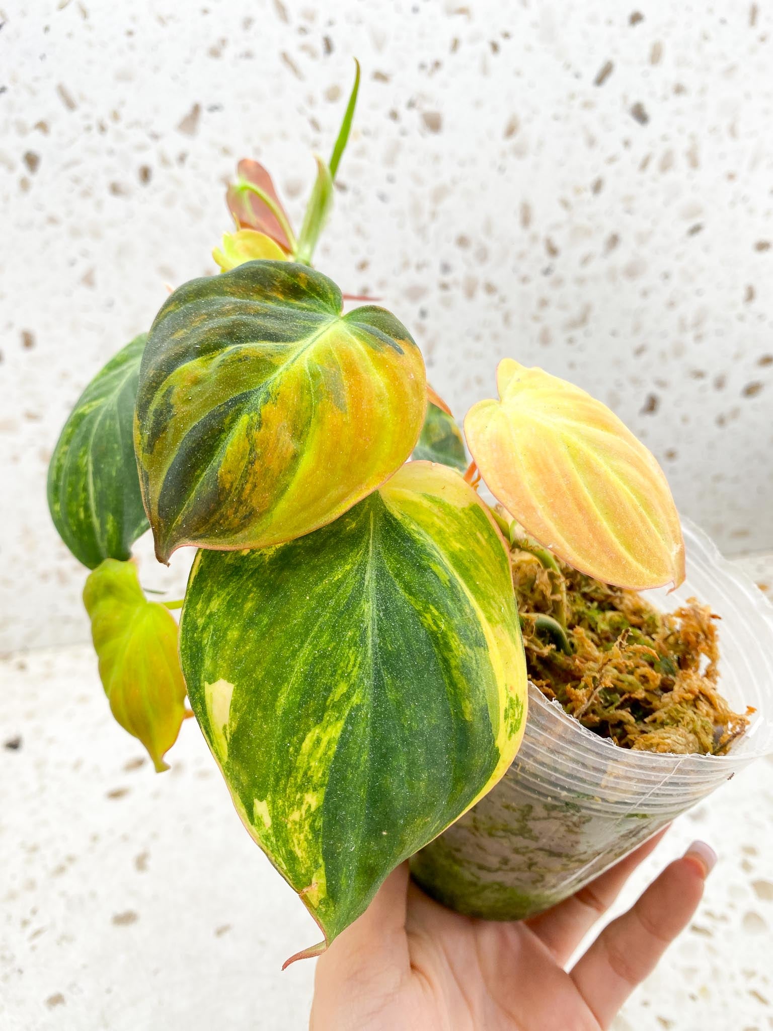 Philodendron Micans Variegated Multiple leaves Multiple Nodes 2 Sprout Highly Variegated Mother plant