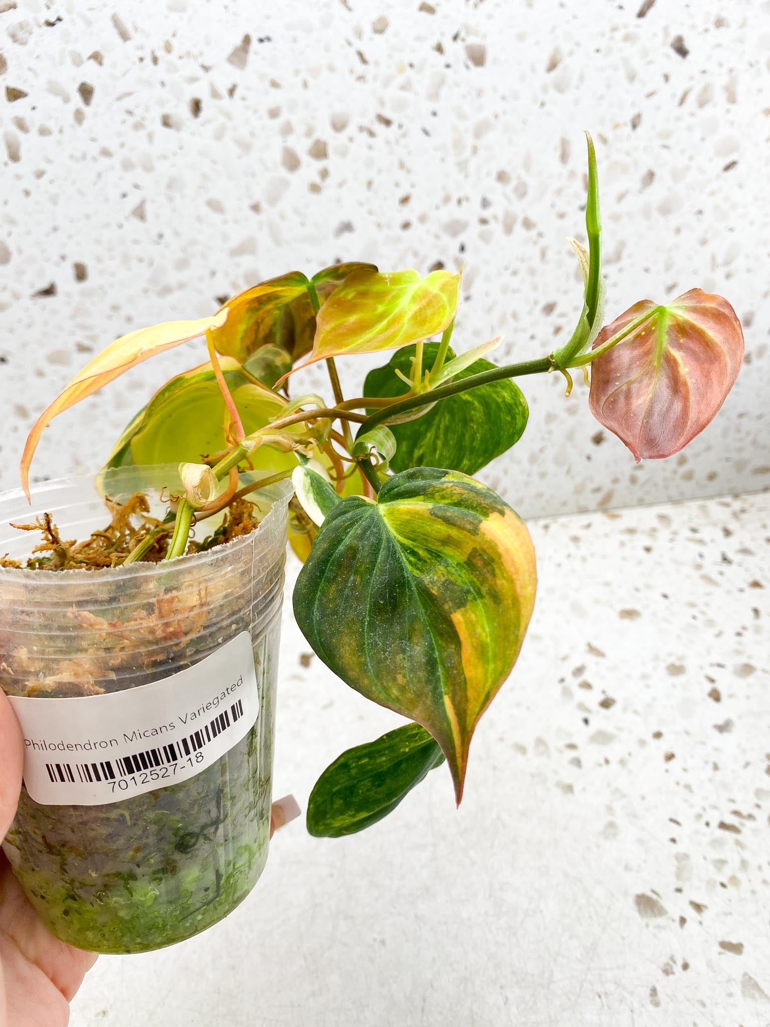 Philodendron Micans Variegated Multiple leaves Multiple Nodes 2 Sprout Highly Variegated Mother plant