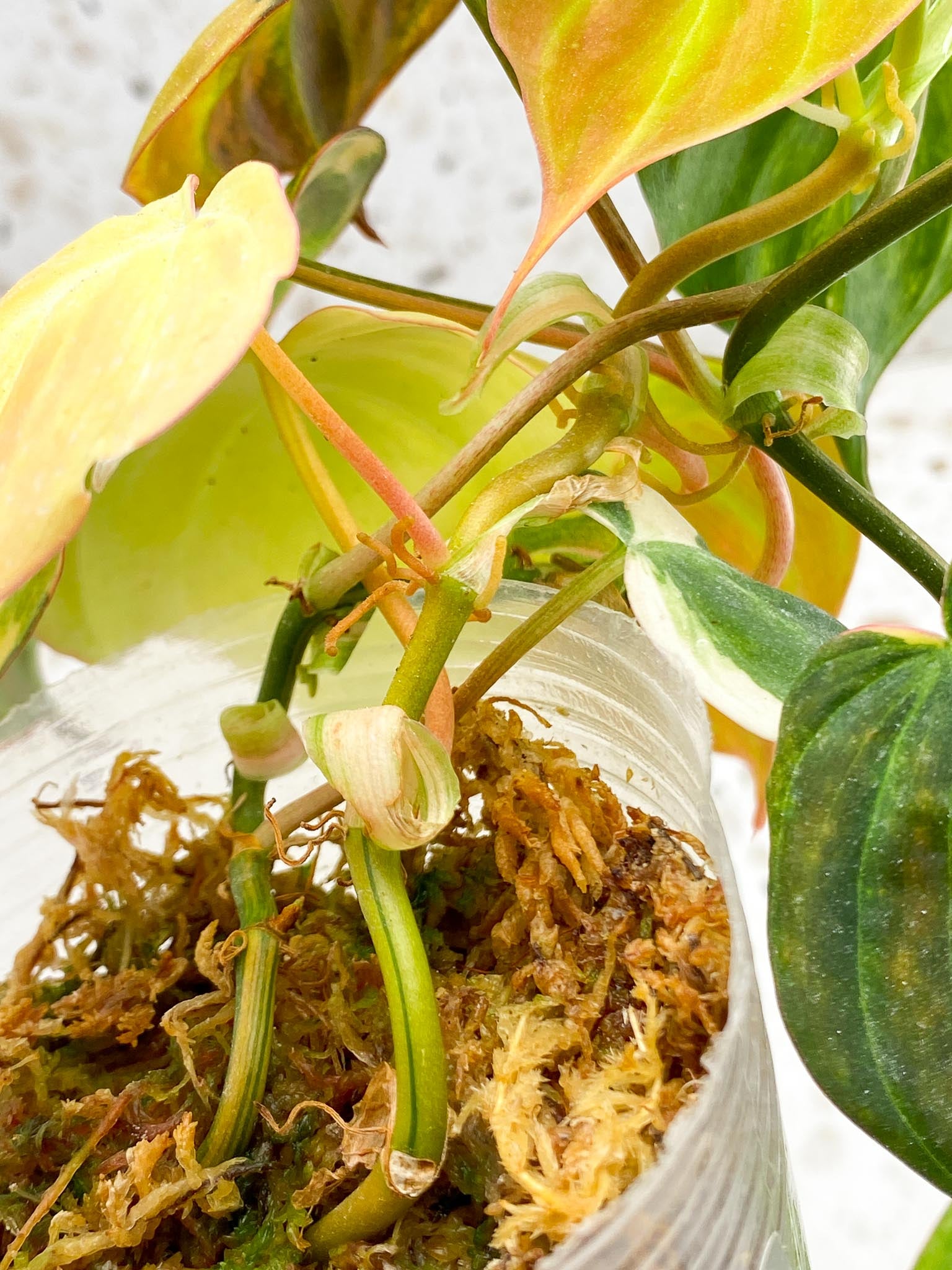 Philodendron Micans Variegated Multiple leaves Multiple Nodes 2 Sprout Highly Variegated Mother plant