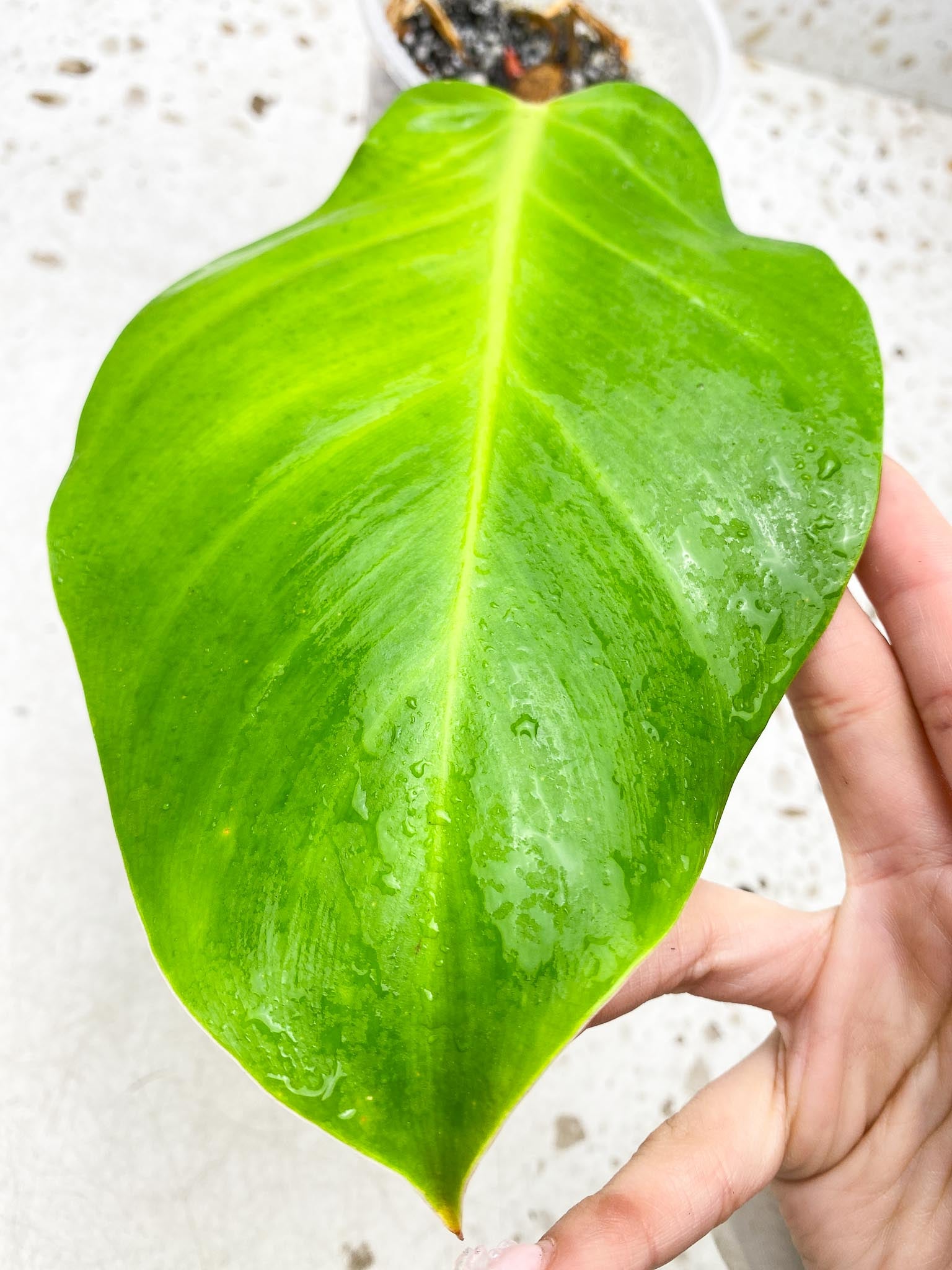 *Philodendron Red Moon Variegated 1 Leaf 3 Nodes 2 Sprouts