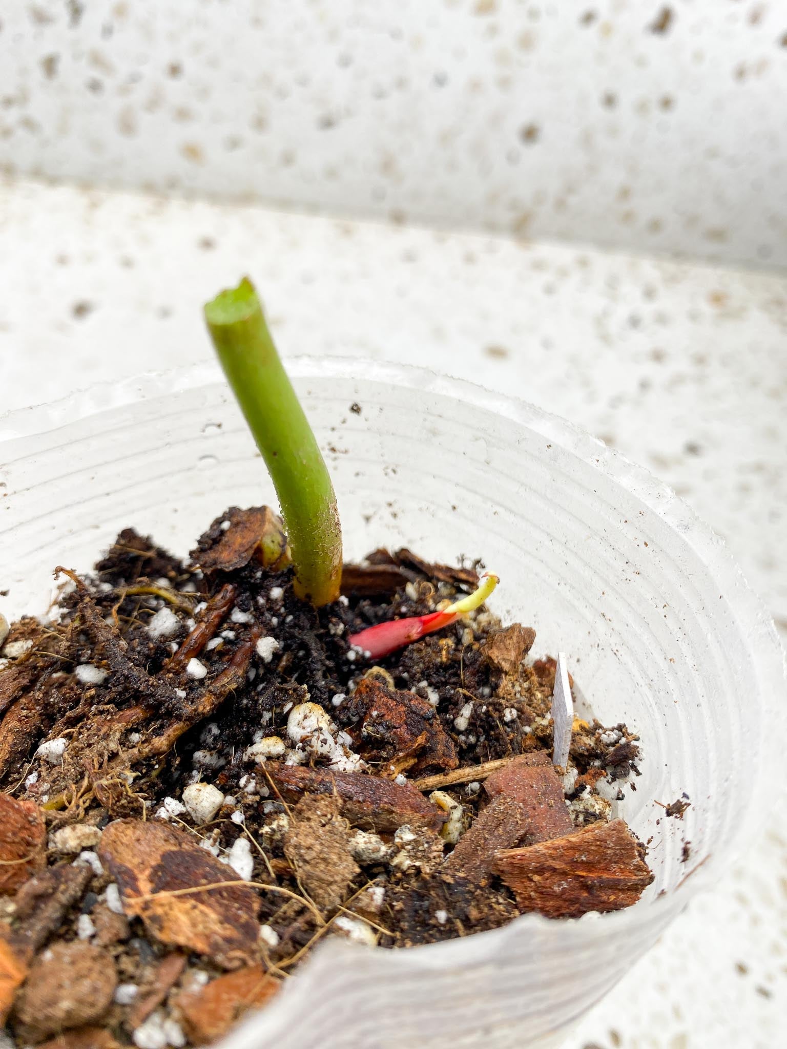 *Philodendron Red Moon Variegated 1 Leaf 3 Nodes 2 Sprouts